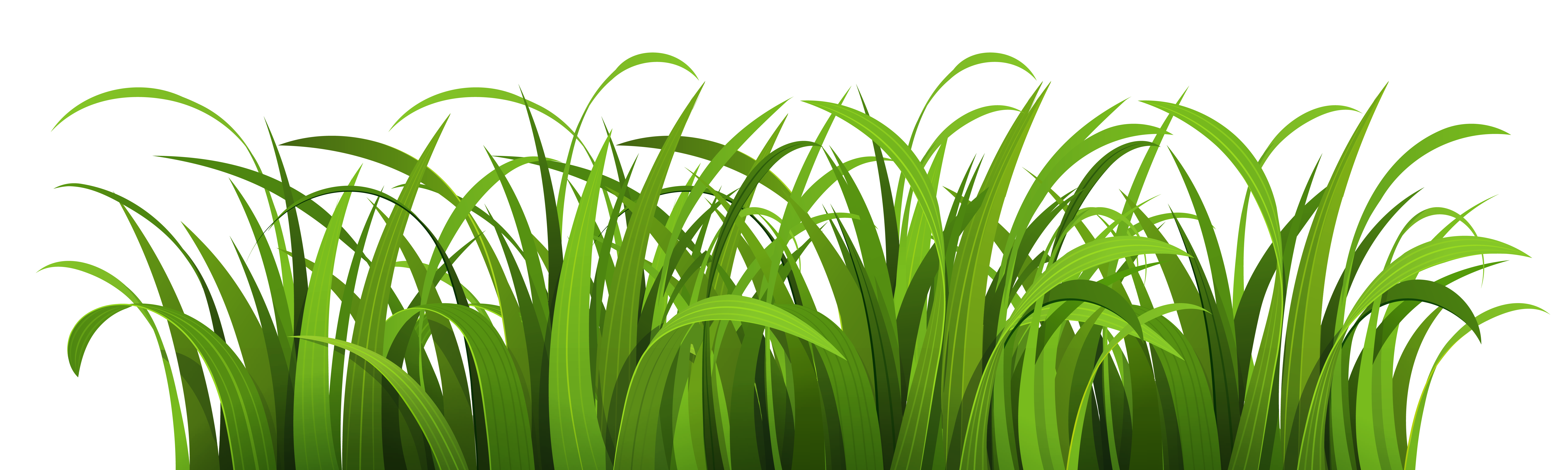 grass transparent png