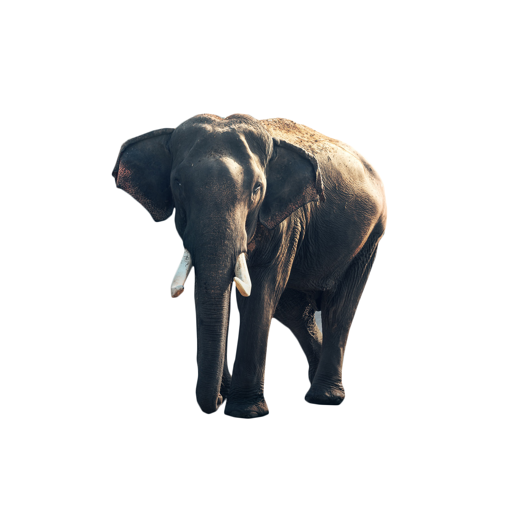 Gray Elephant Standing