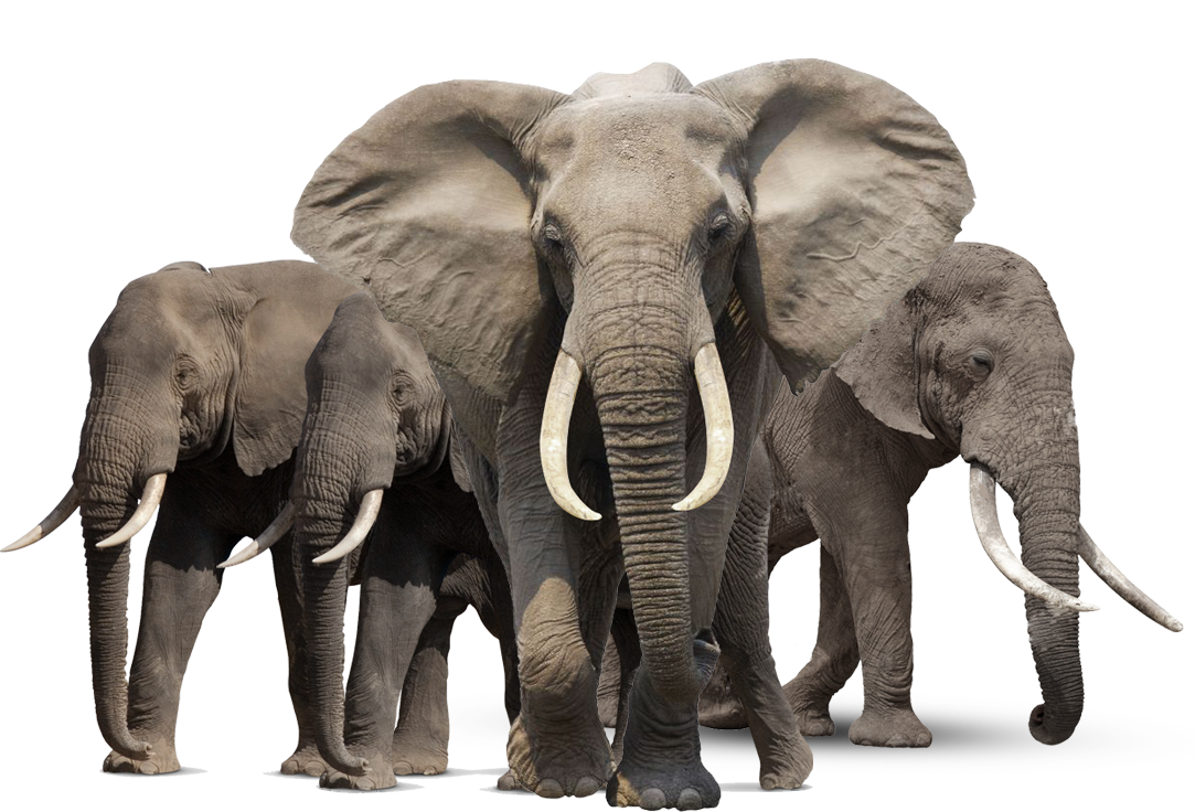 Gray Elephant Standing PNG Image
