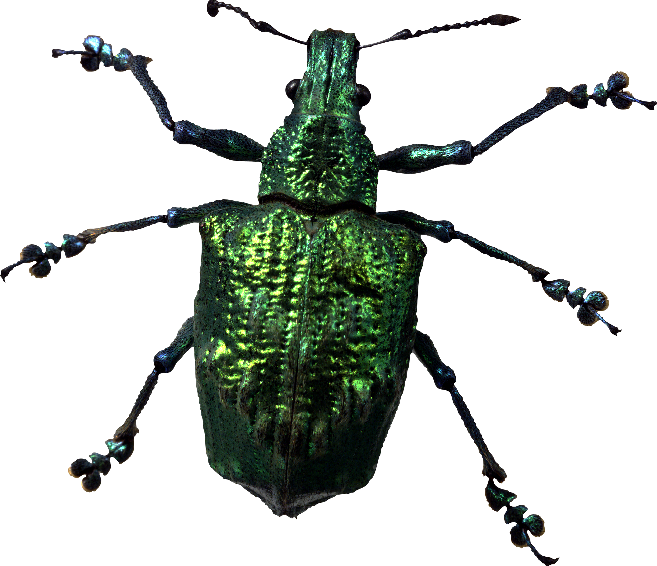Green Bug PNG Image