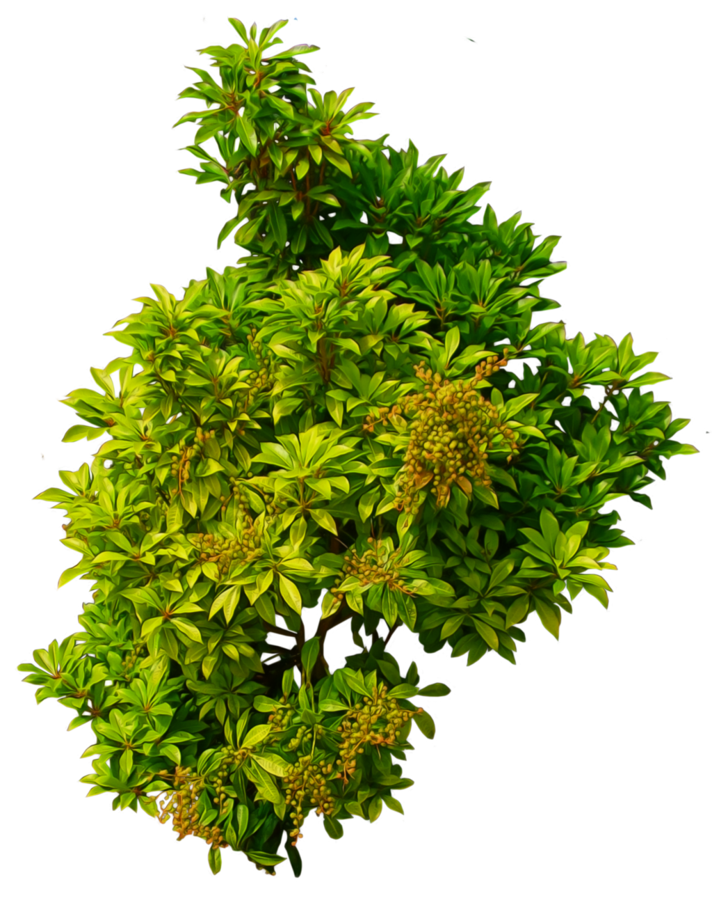 Green Bush PNG Image
