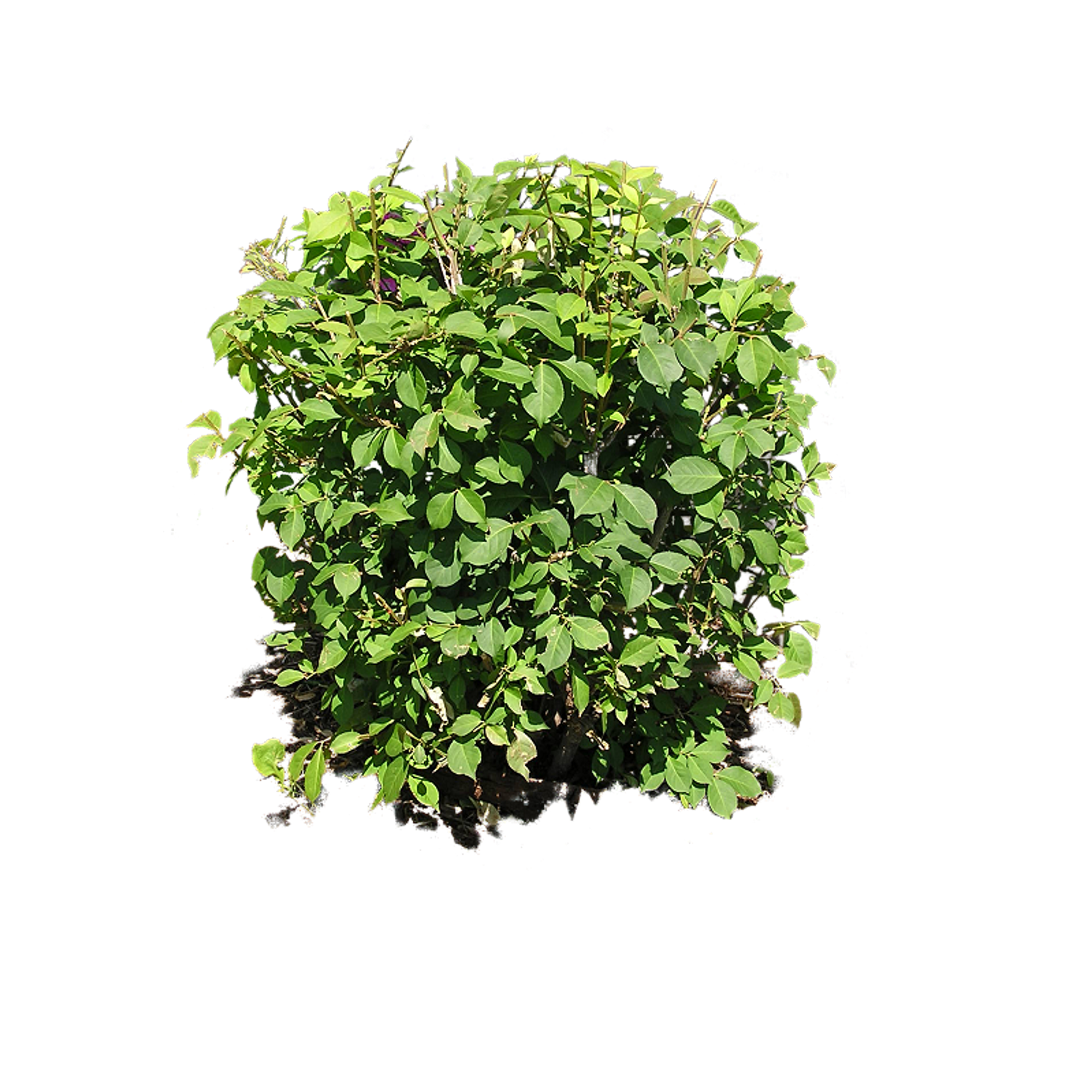 Plants Top View Png Images Plants Top View Hd Images Free