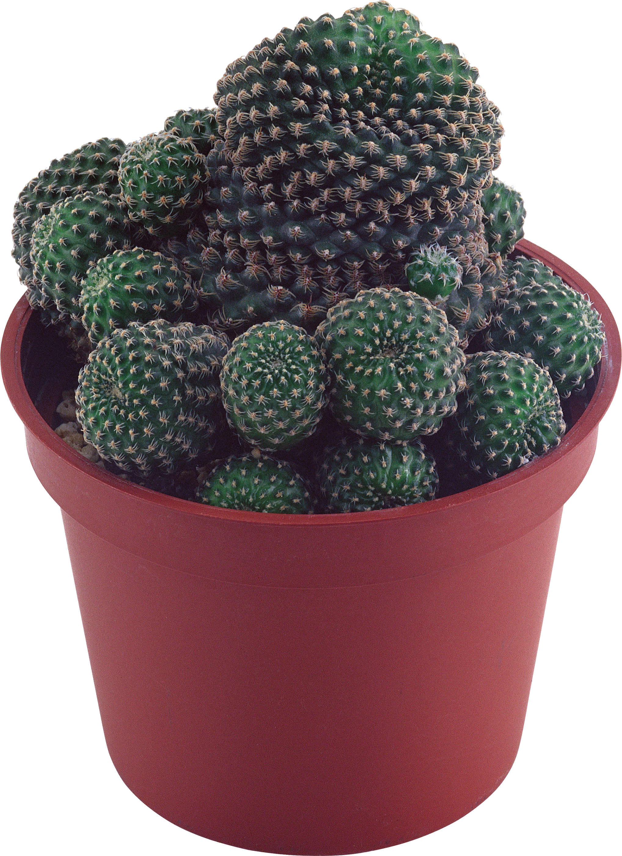 Green Cactus PNG Image
