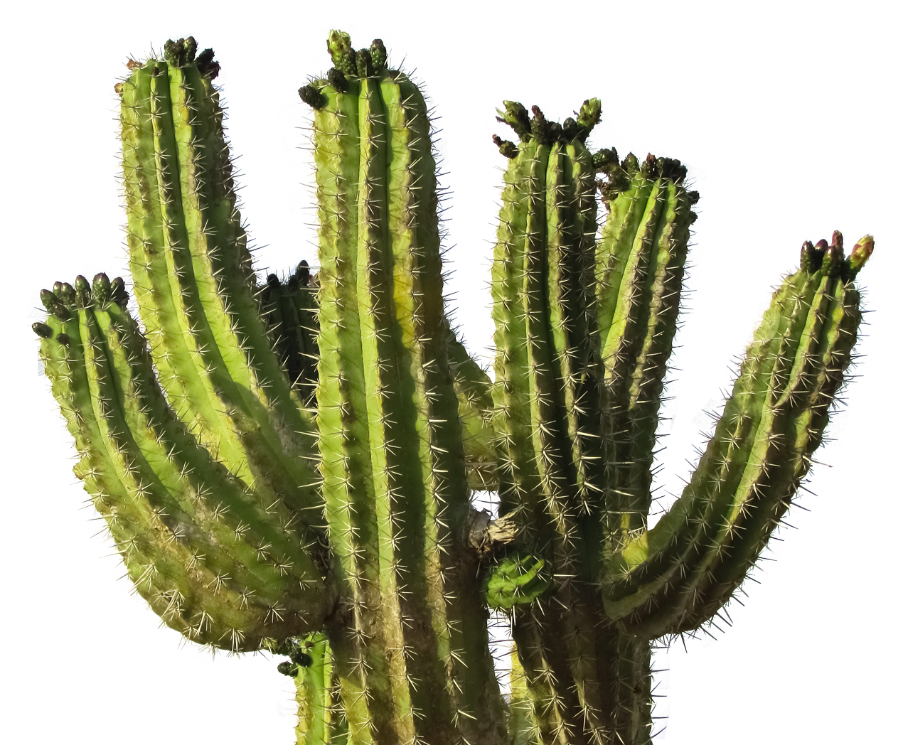 Green Cactus PNG Image