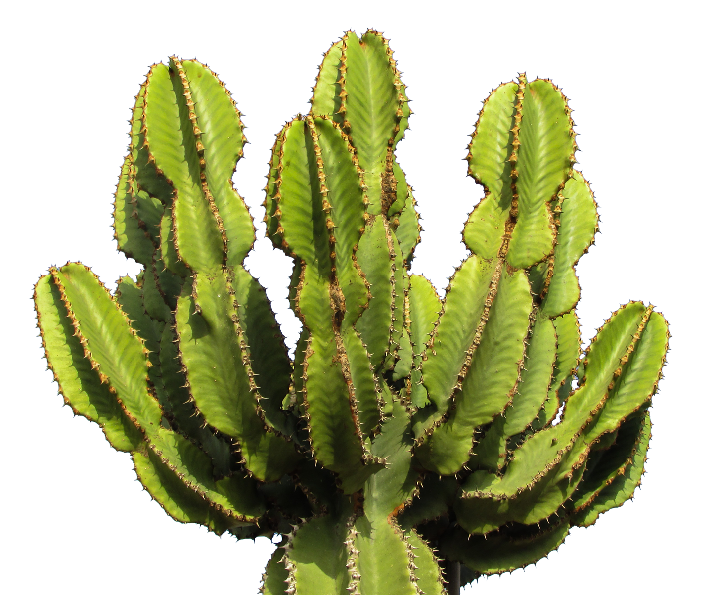 green Cactus PNG Image