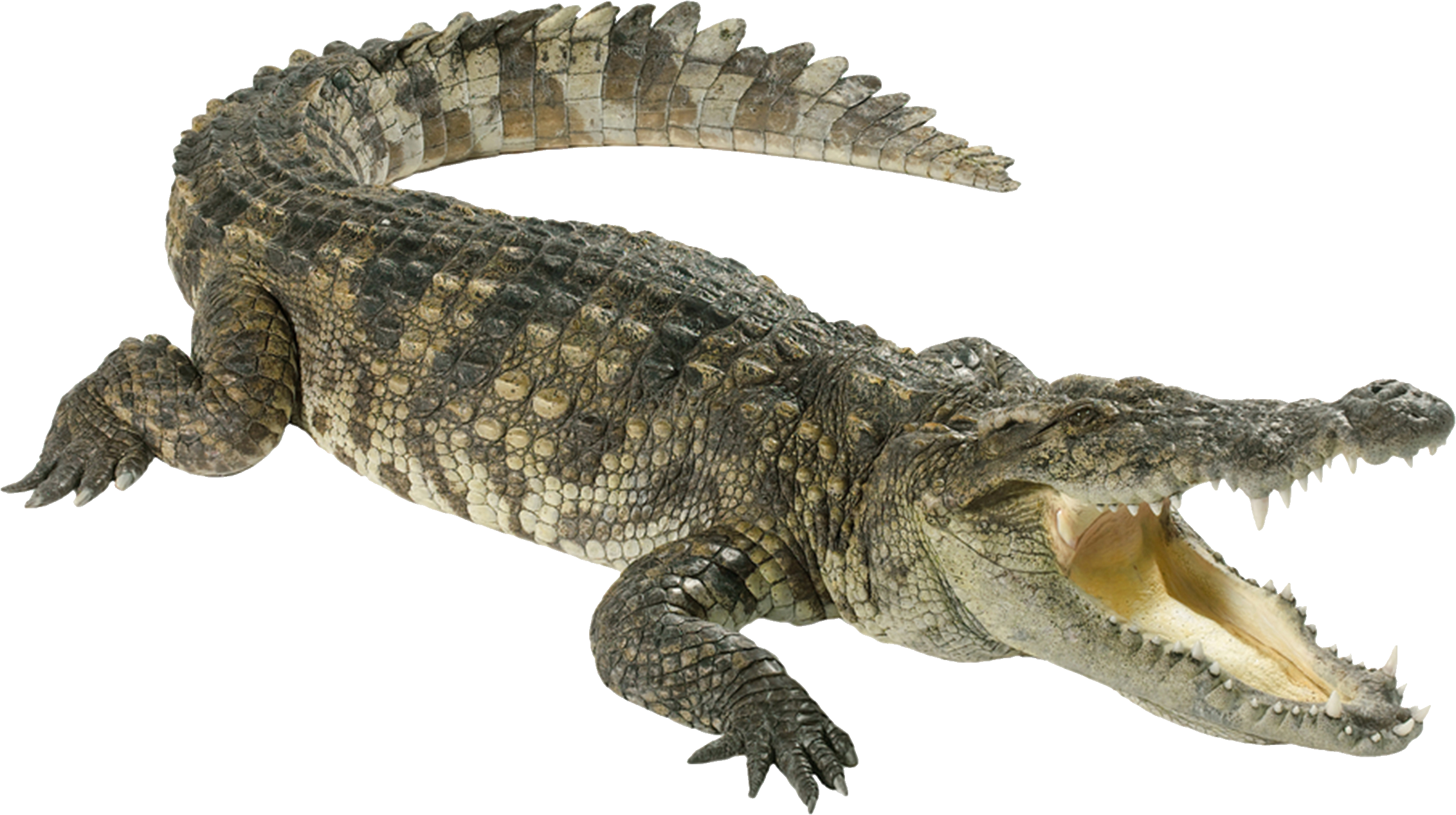 Green Crocodile