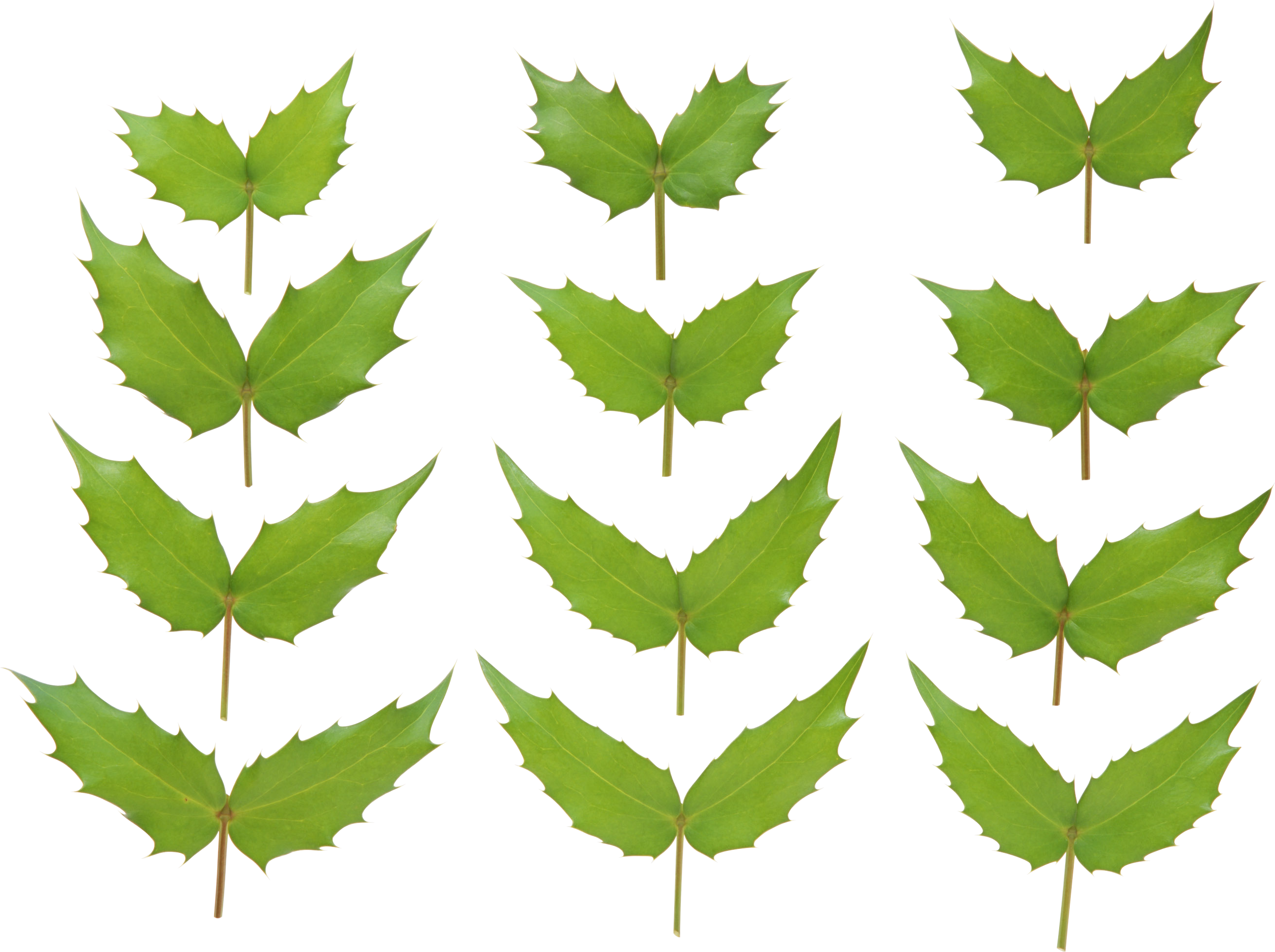 Green leaves PNG Image - PurePNG | Free transparent CC0 PNG Image Library