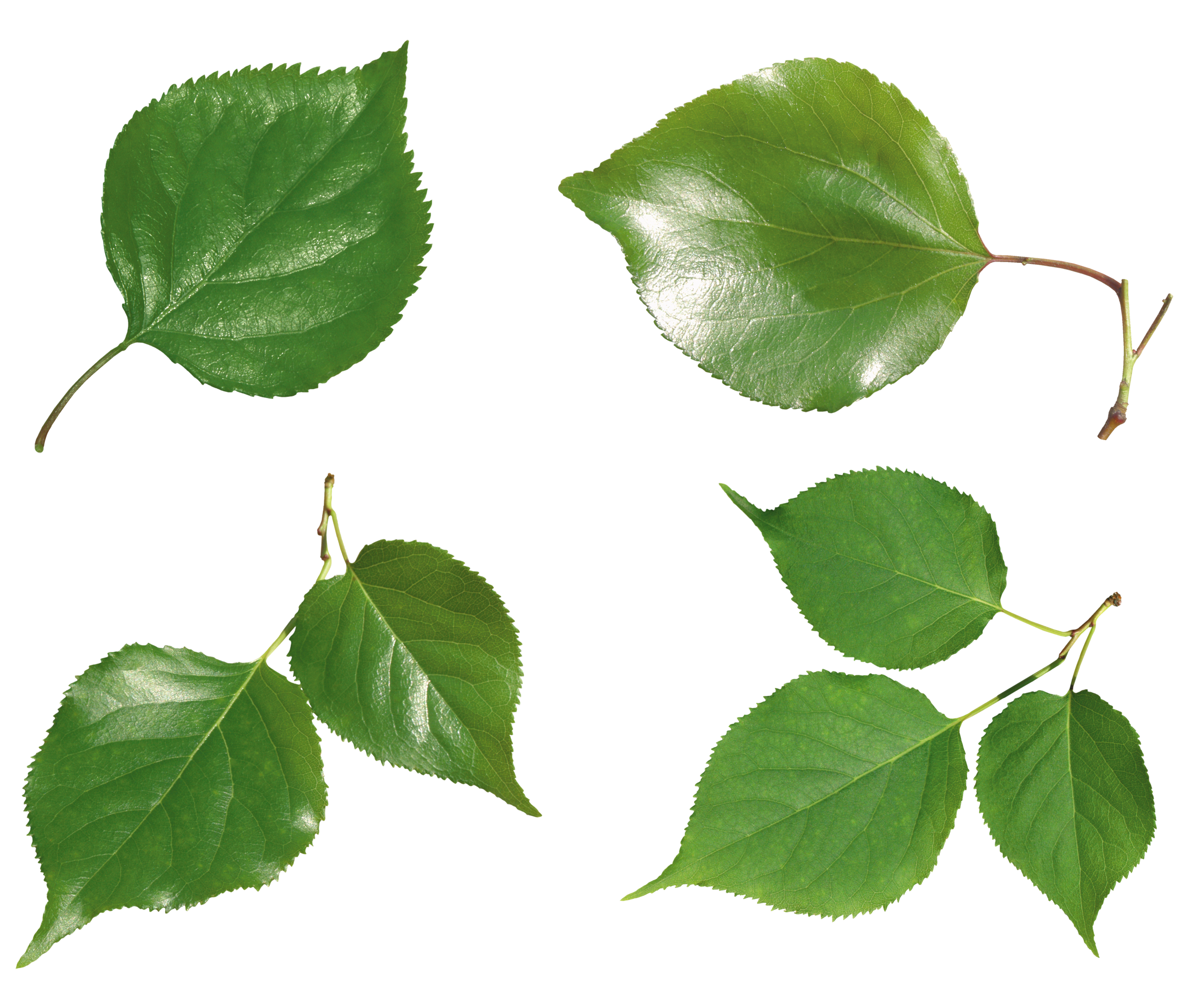 green leaves