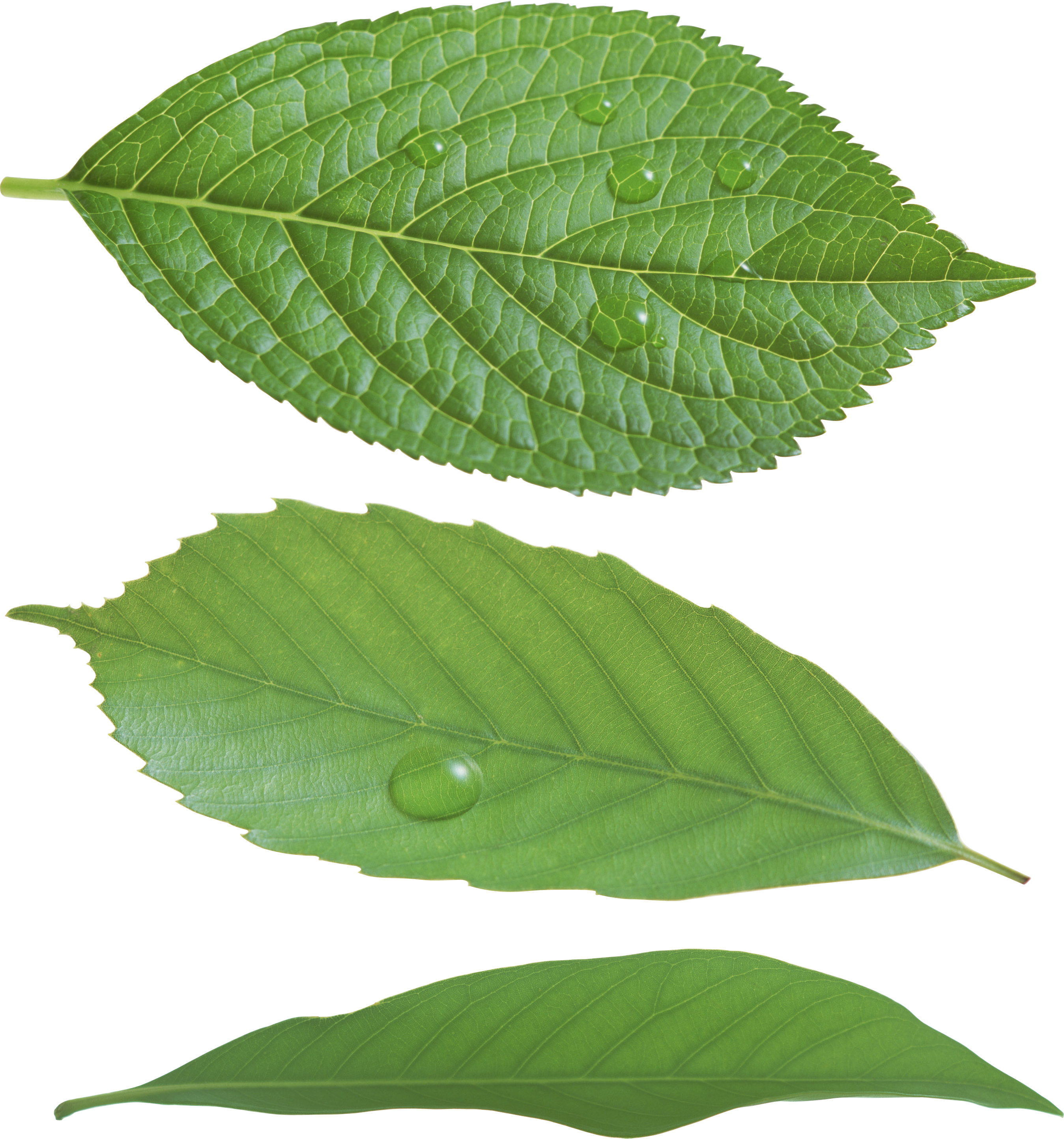 Green Leaves PNG Image For Free Download