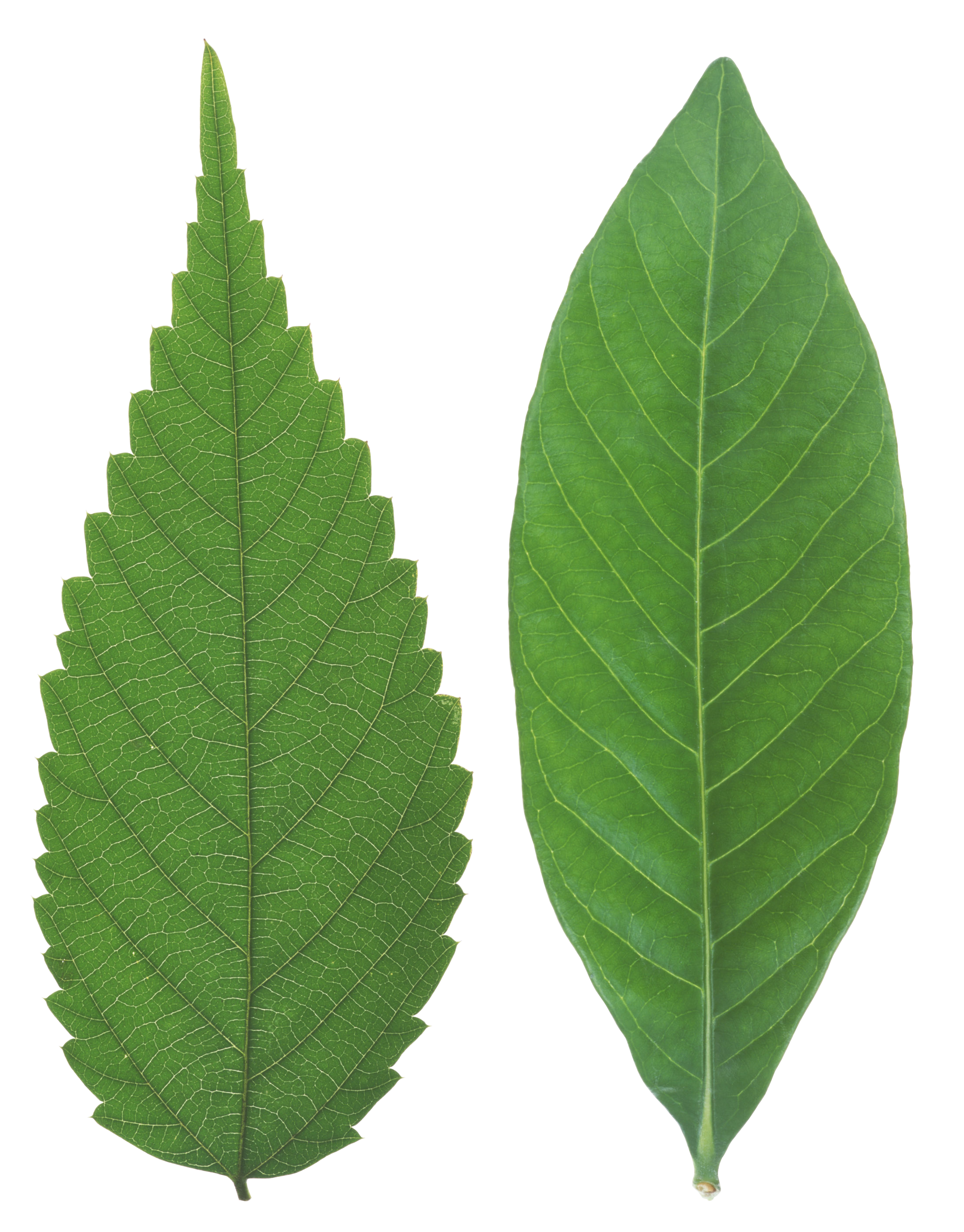 Green leaves PNG Image