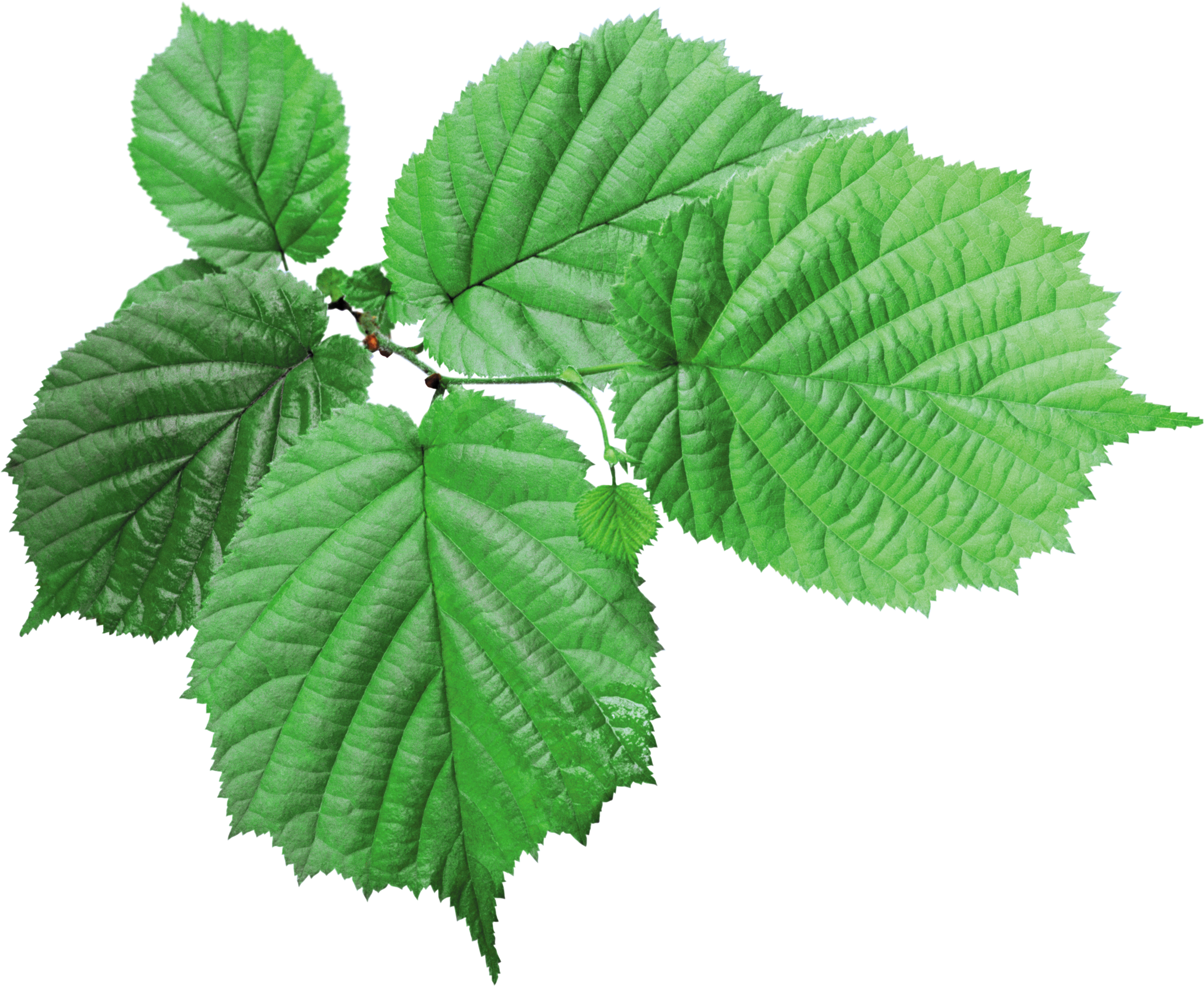 Green leaves PNG Image