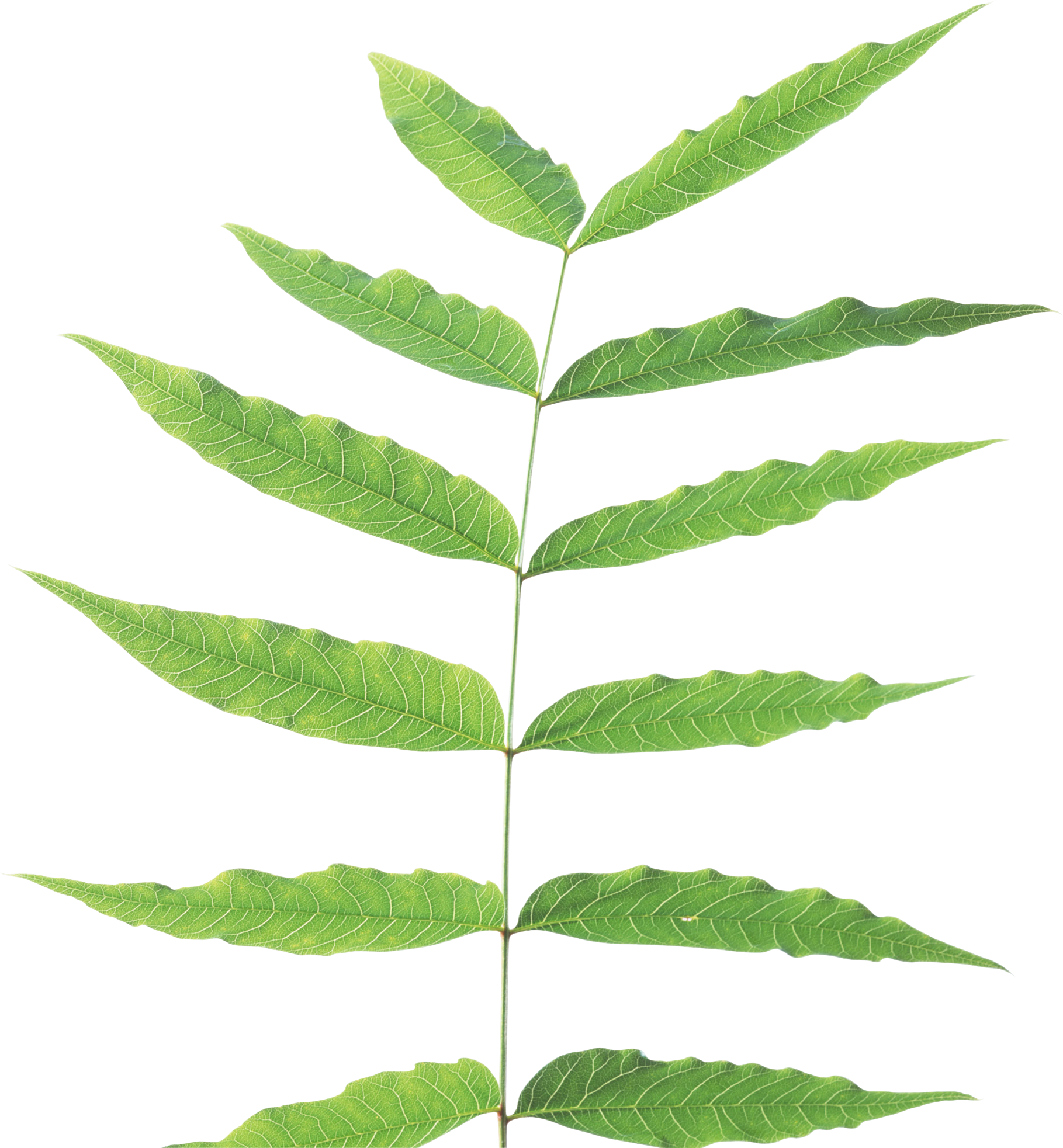 Green leaves PNG Image - PurePNG | Free transparent CC0 ...