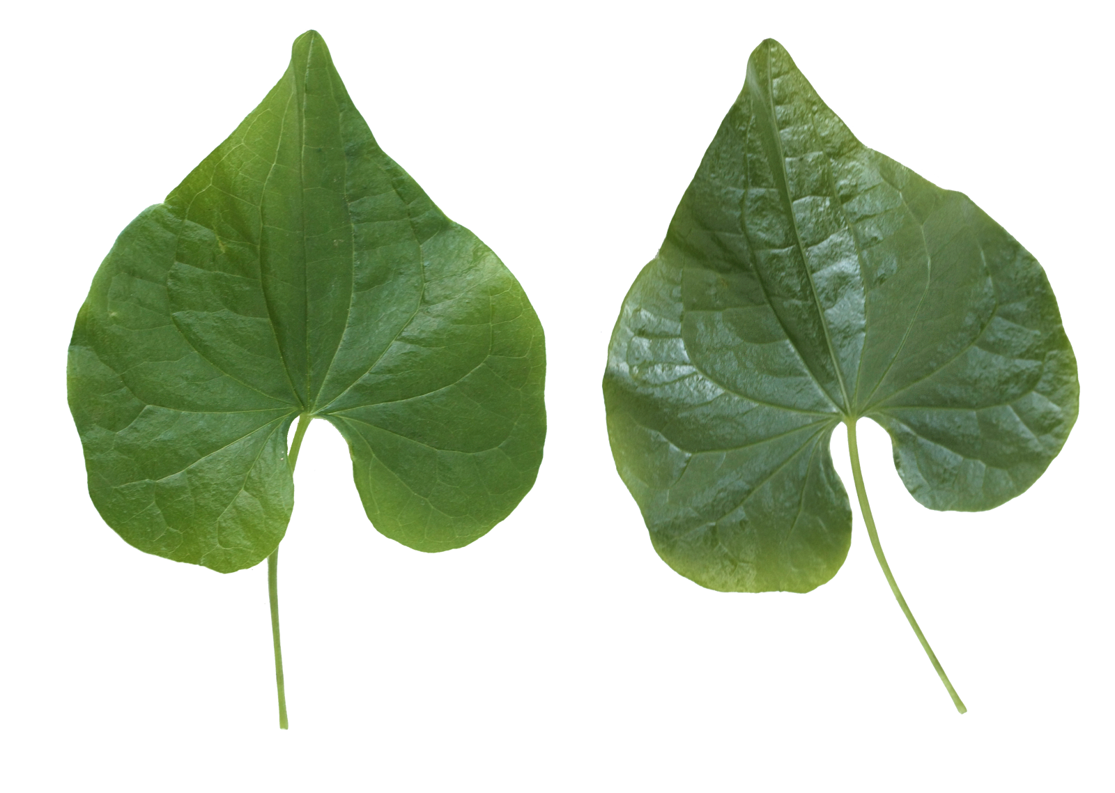 Green leaves