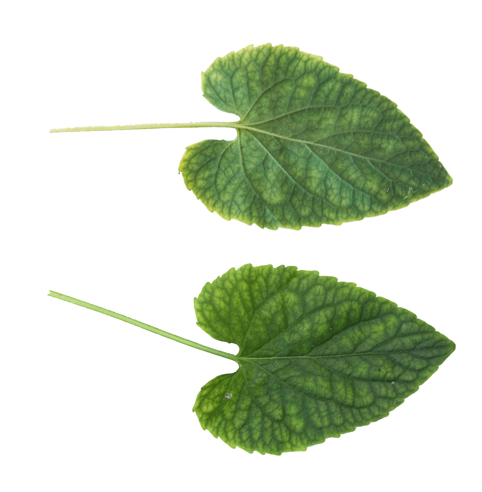 Green Leaves PNG Image