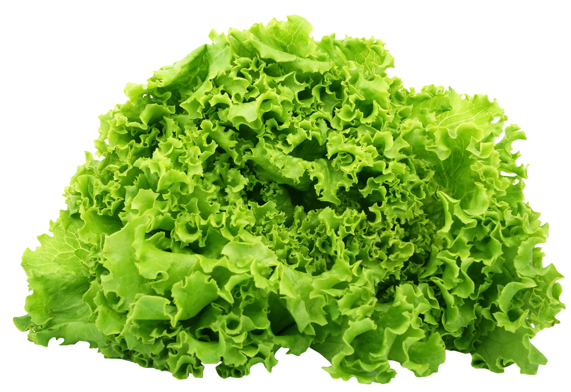 Green Lettuce PNG Image
