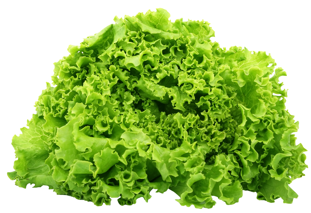 Download Green Lettuce PNG Image For Free