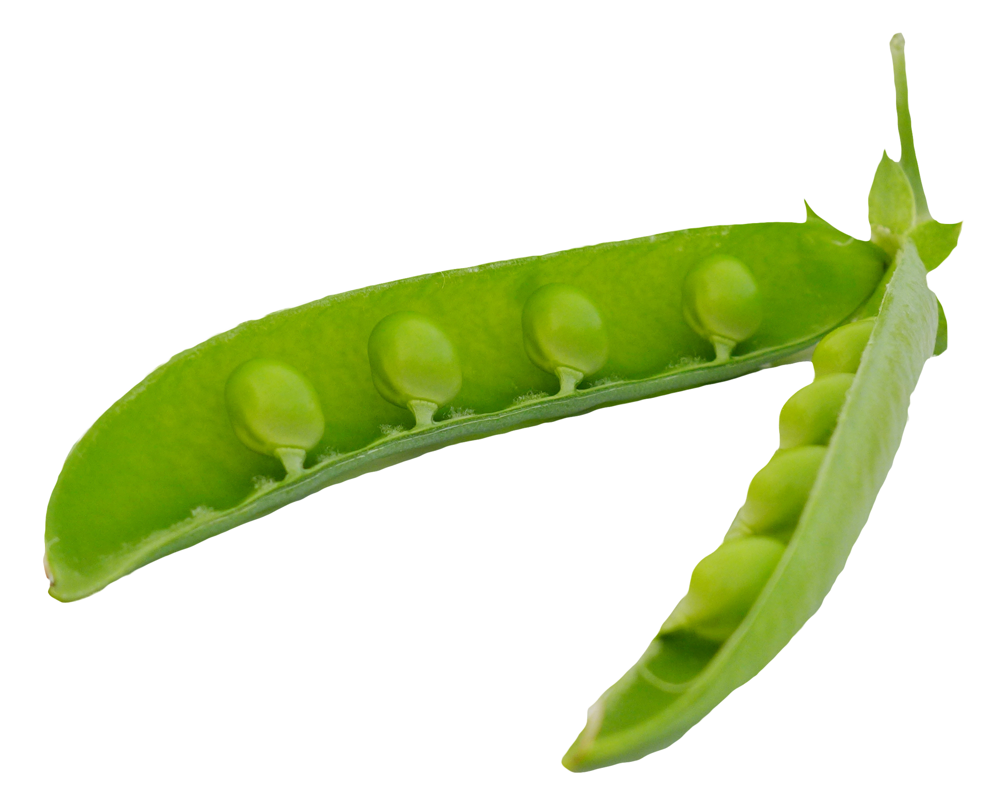 Green Peas Pods PNG Image