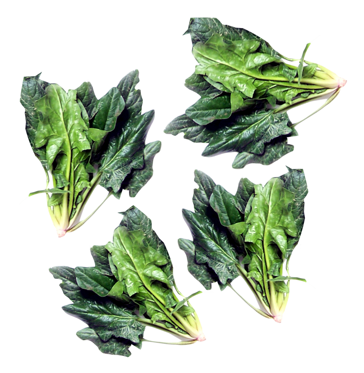 Green Spinach PNG Image