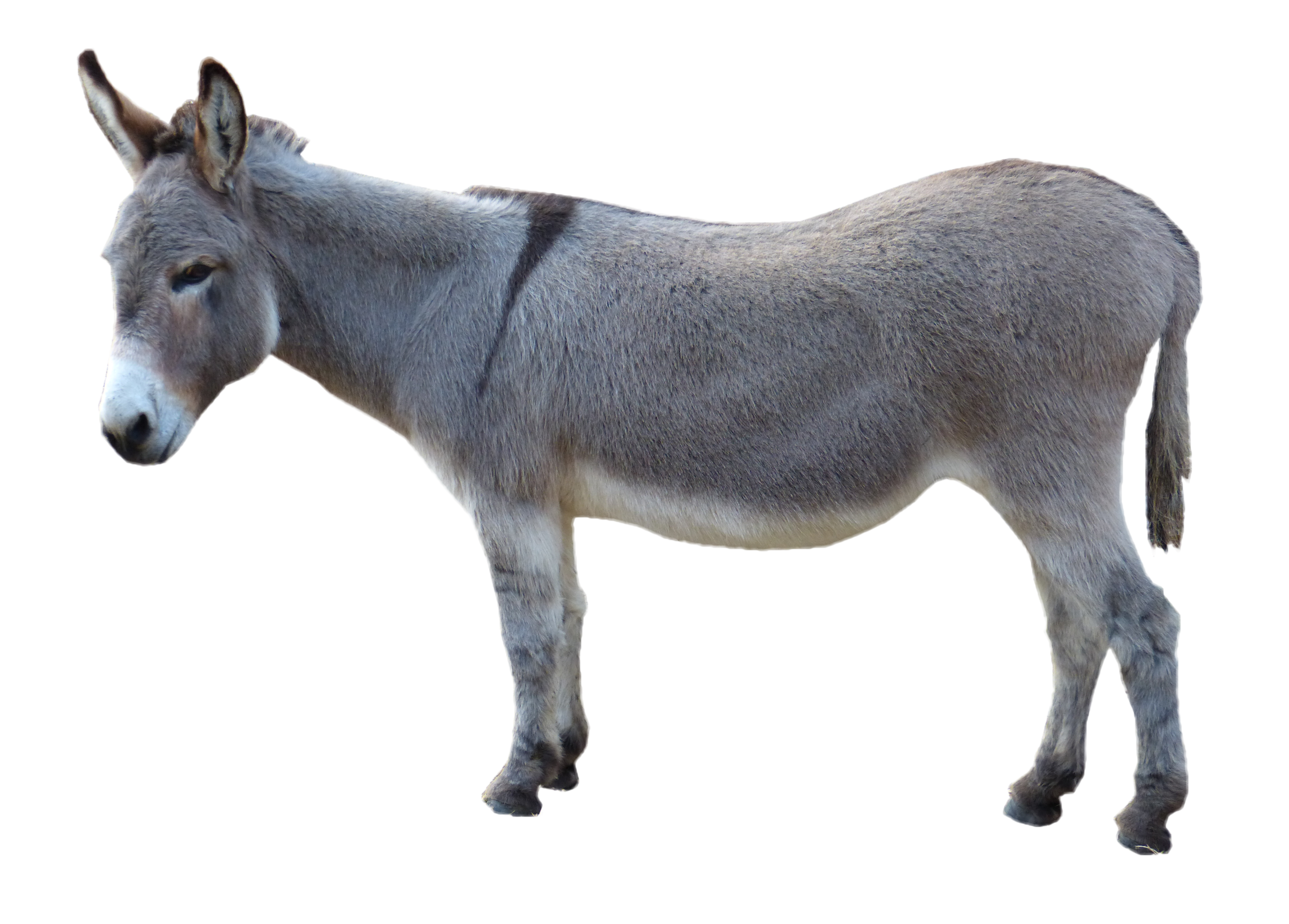 Grey Donkey Standing PNG Image