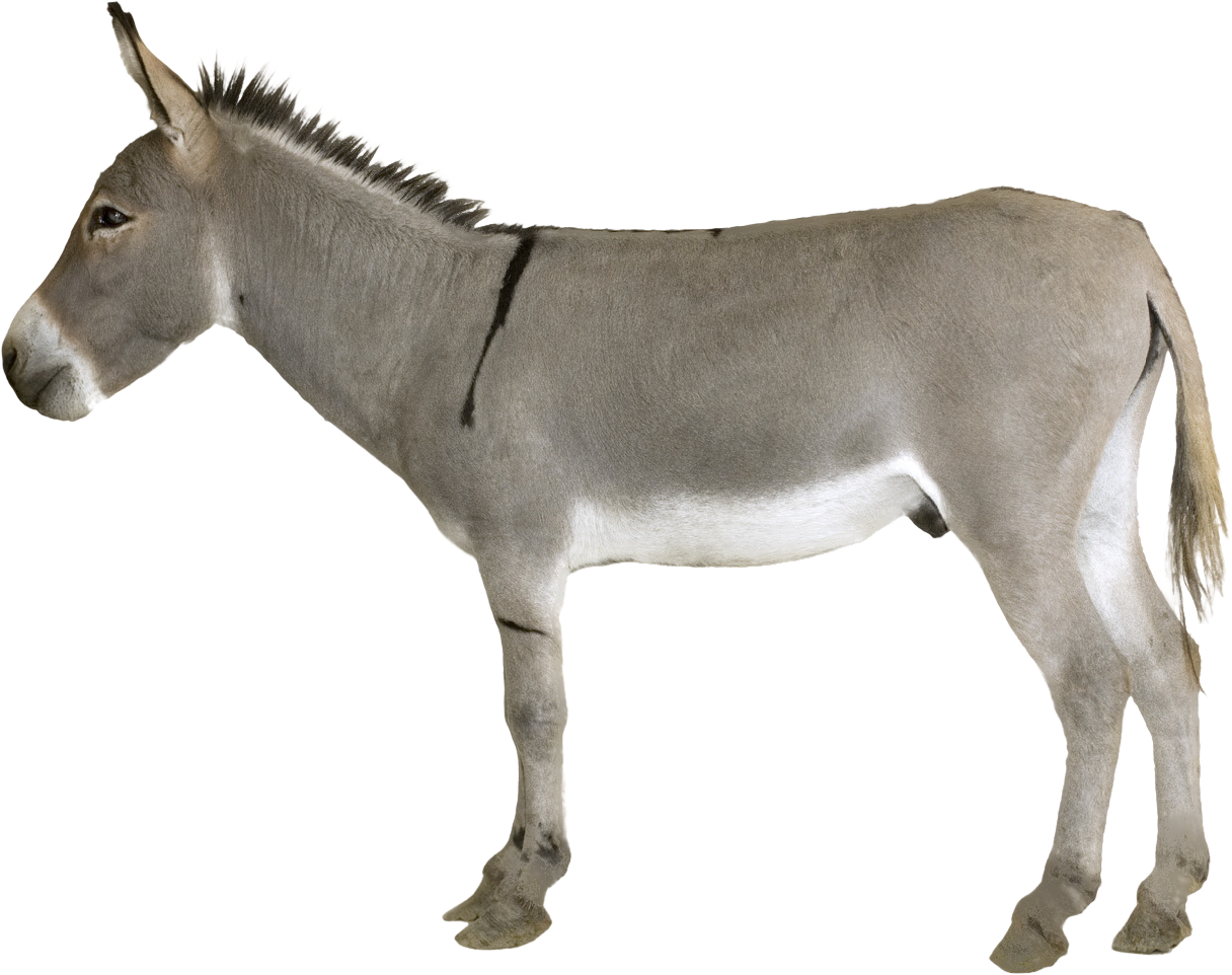 Grey Donkey Standing PNG Image