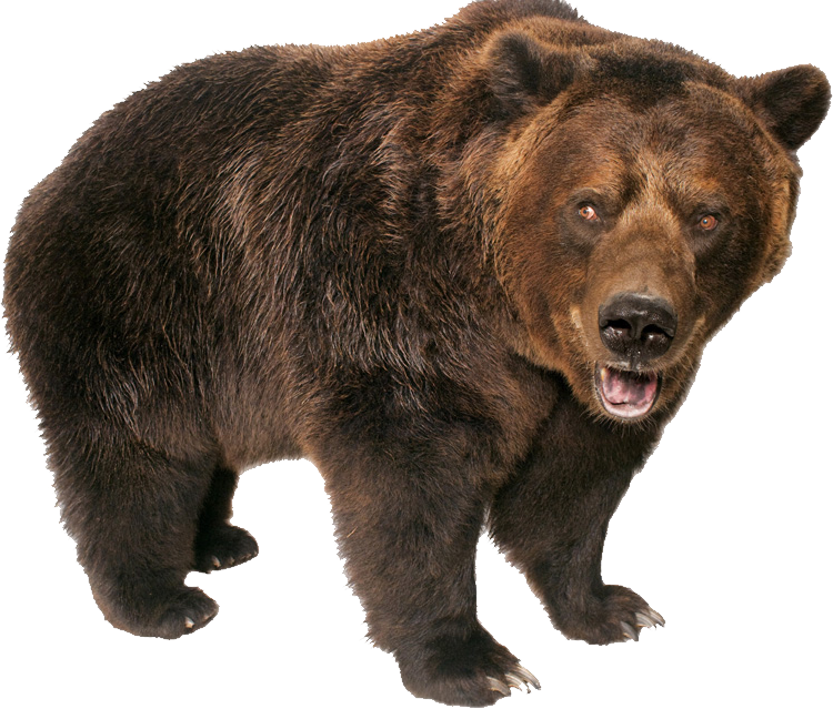 Grizzly Bear Standing PNG Image