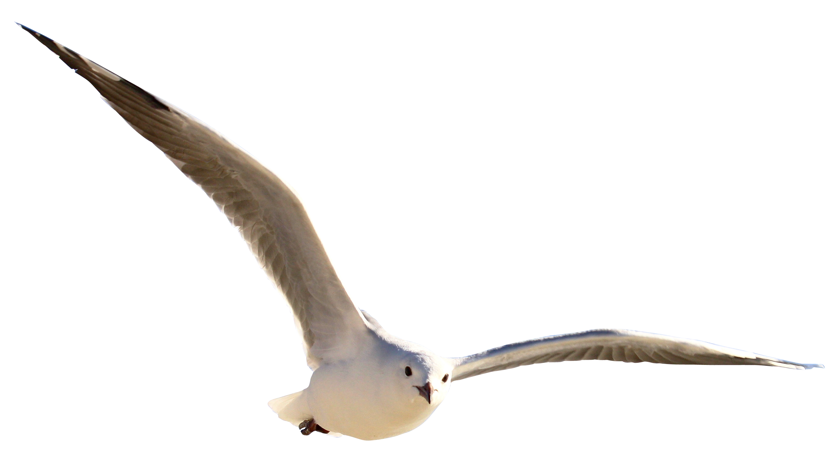 Gull Bird PNG Image