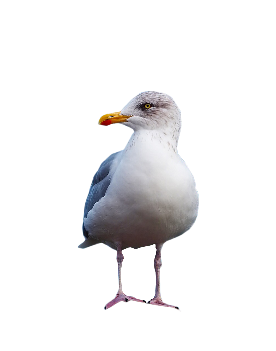 Gull Standing PNG Image