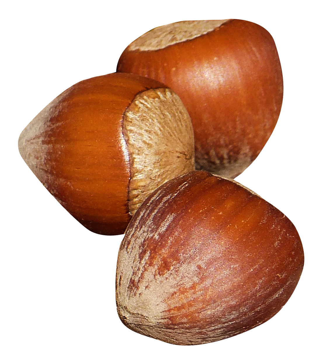 Hazelnut PNG Image