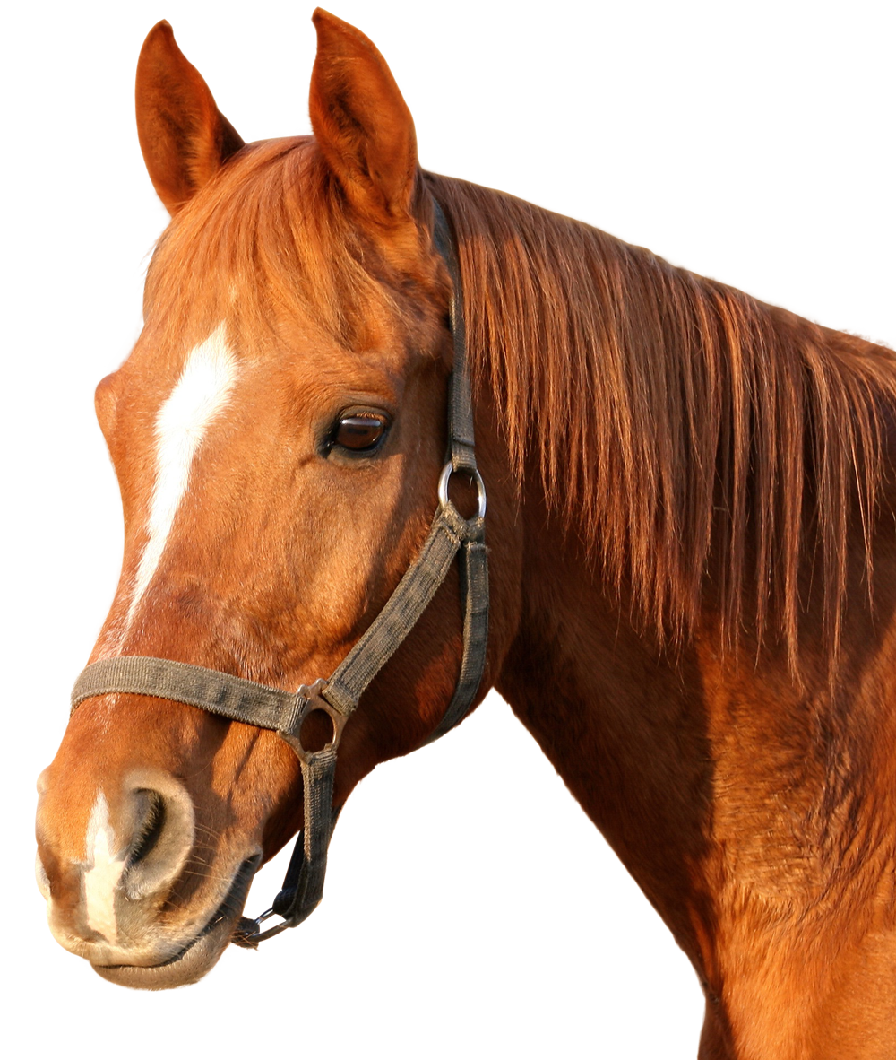 Download Horse PNG Image for Free