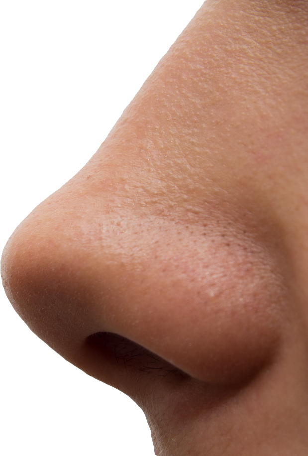 Фото как устроен нос человека фото
