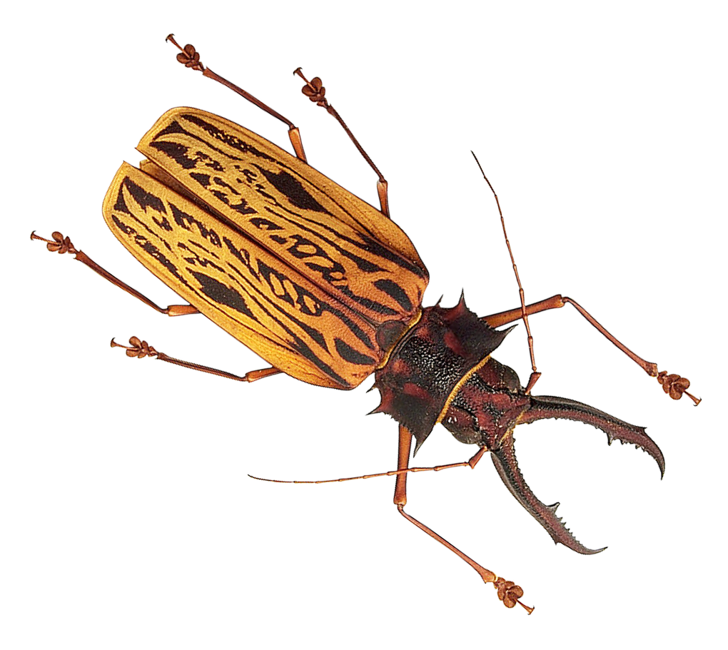 Insect PNG Image