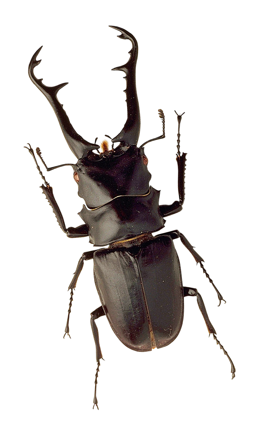 Insect PNG Image