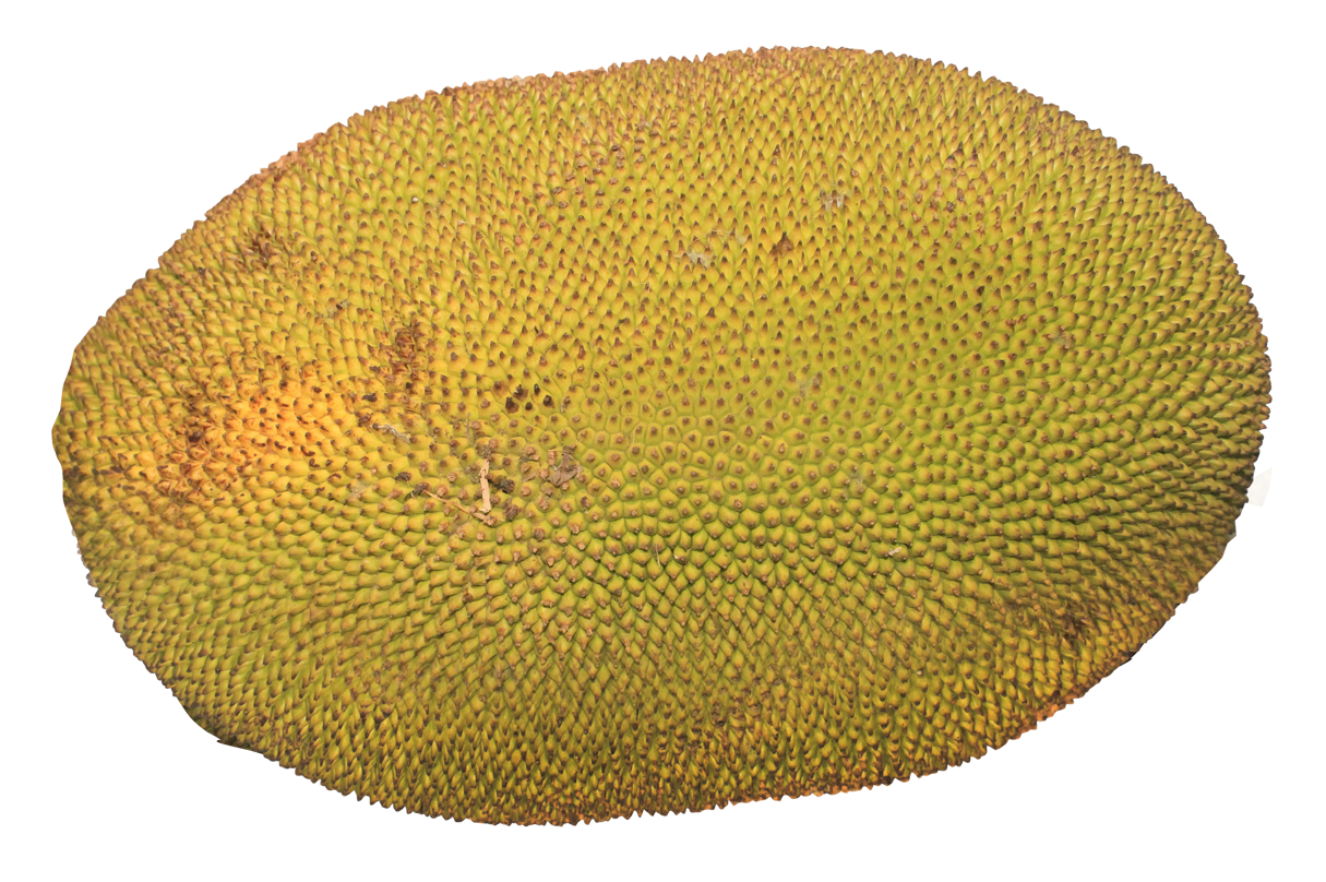 Jackfruit PNG Image