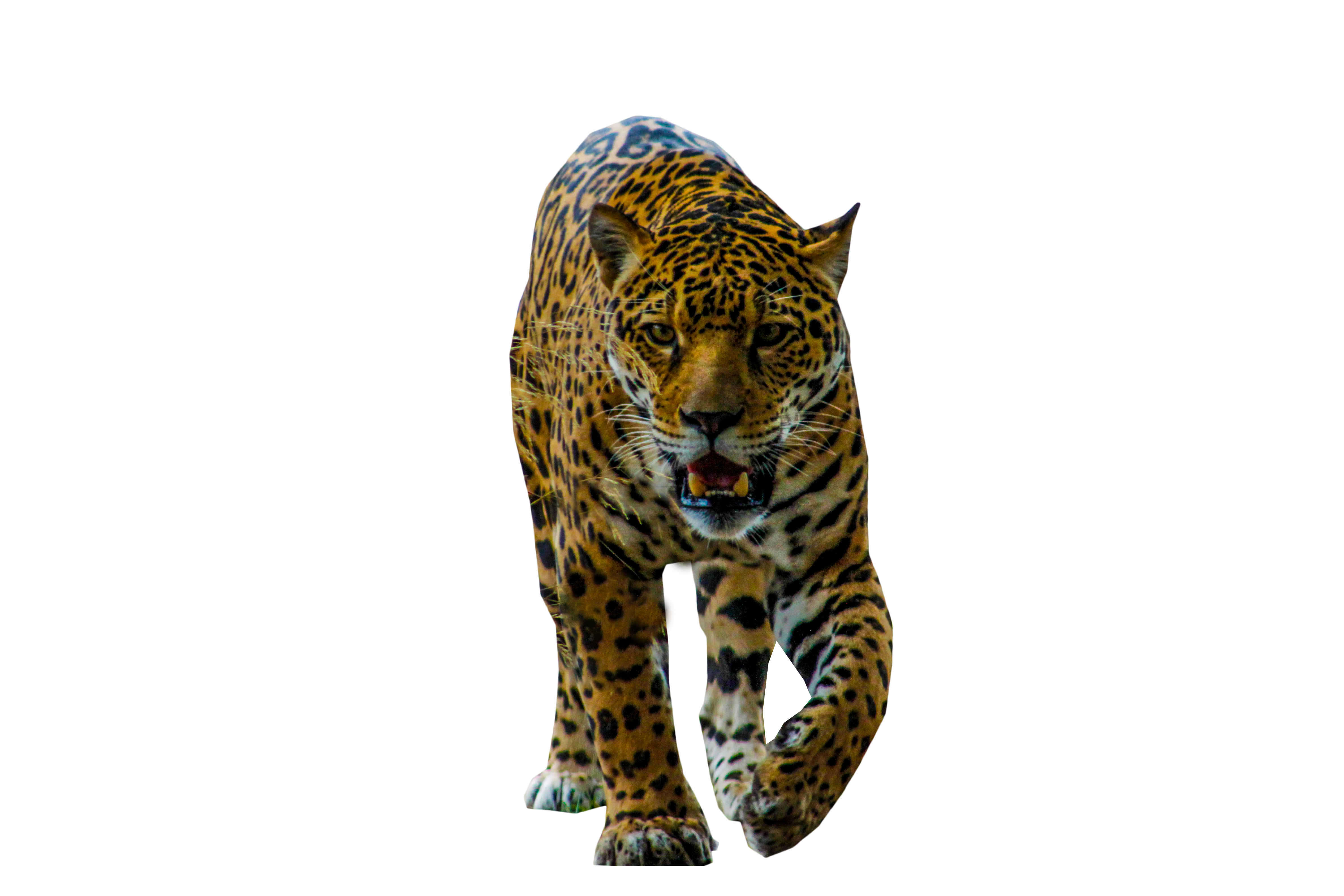 Jaguar Walking PNG Image