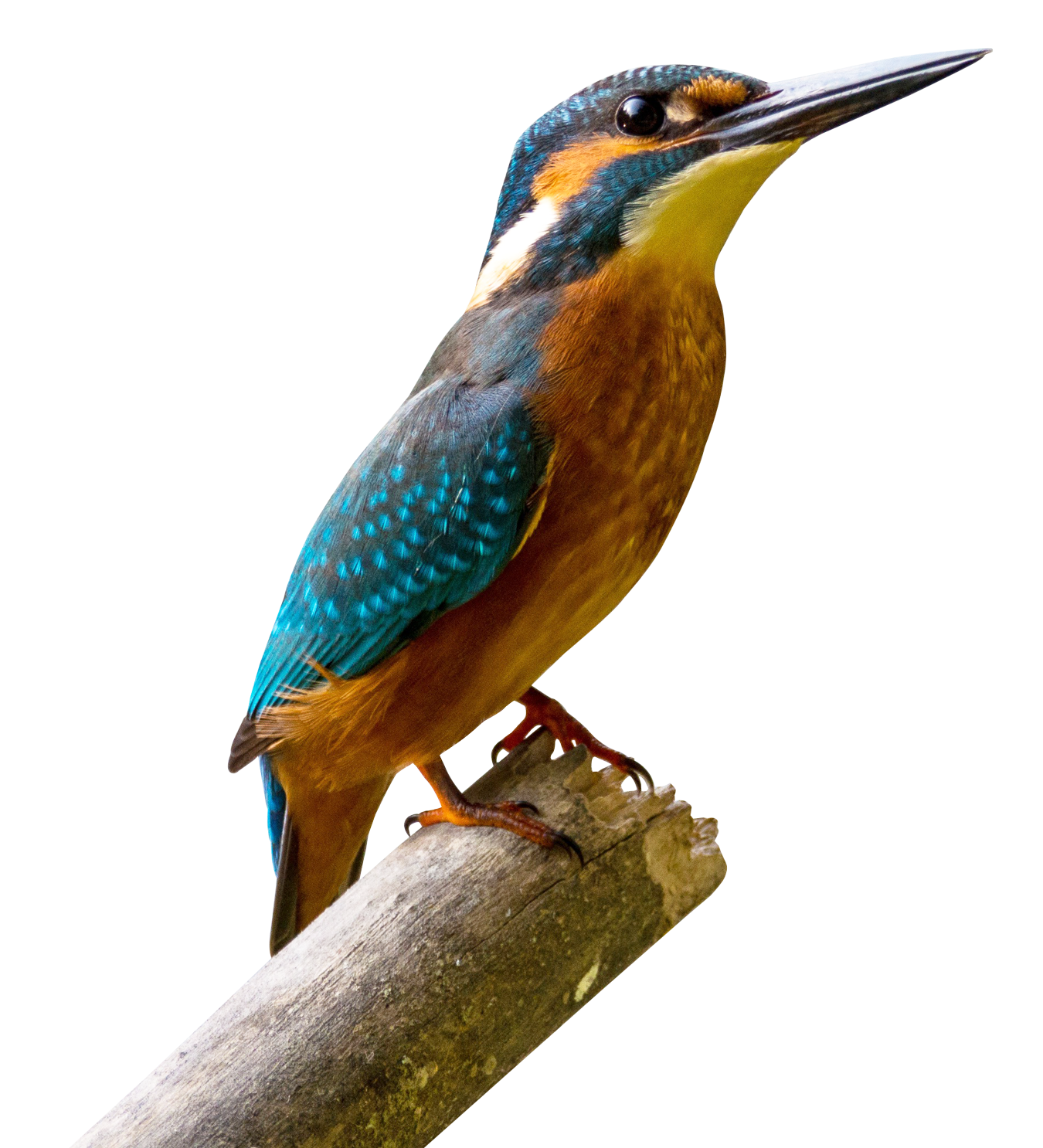 Kingfisher Bird PNG Image