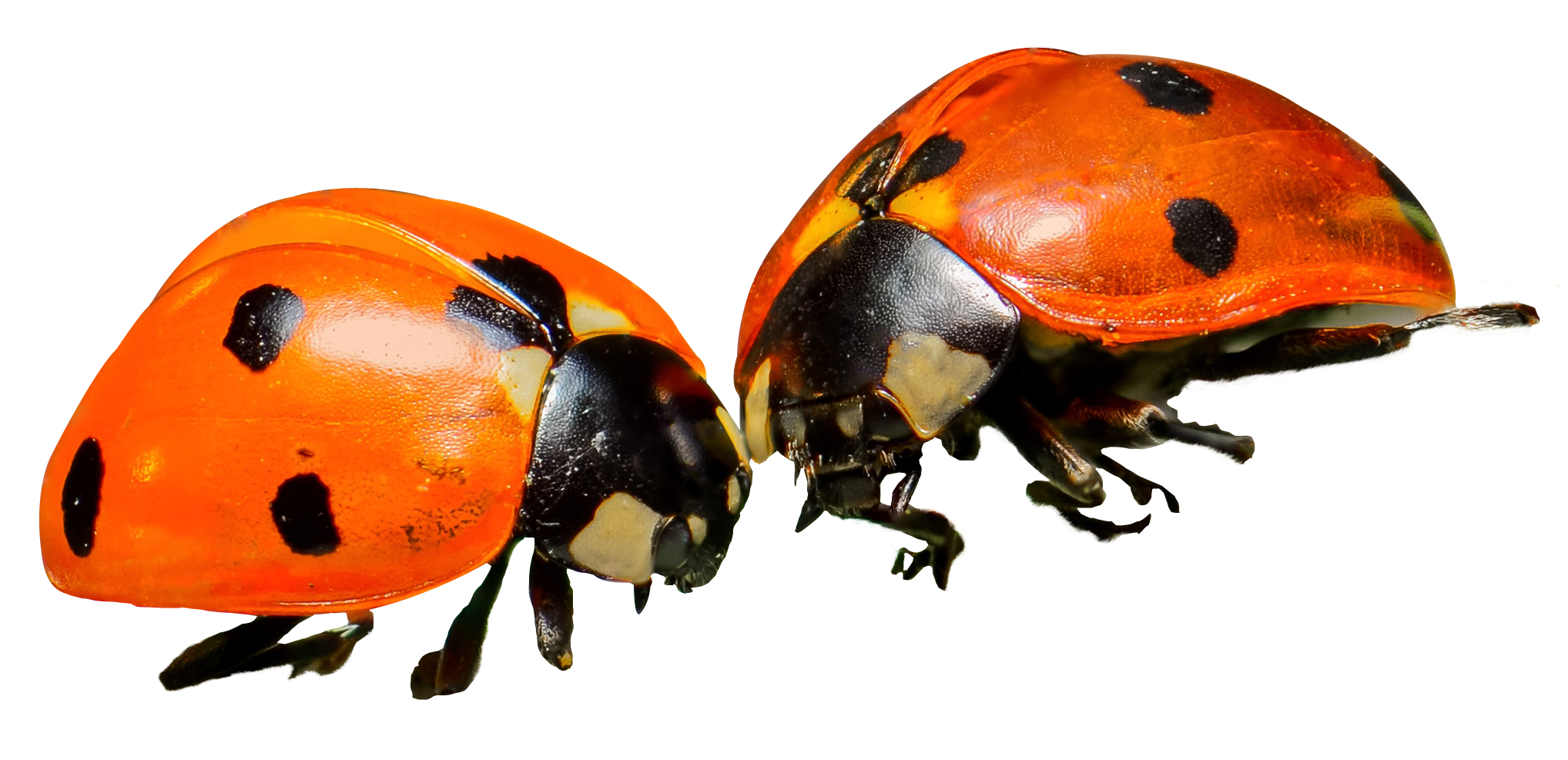 cute ladybug insect 21444549 PNG