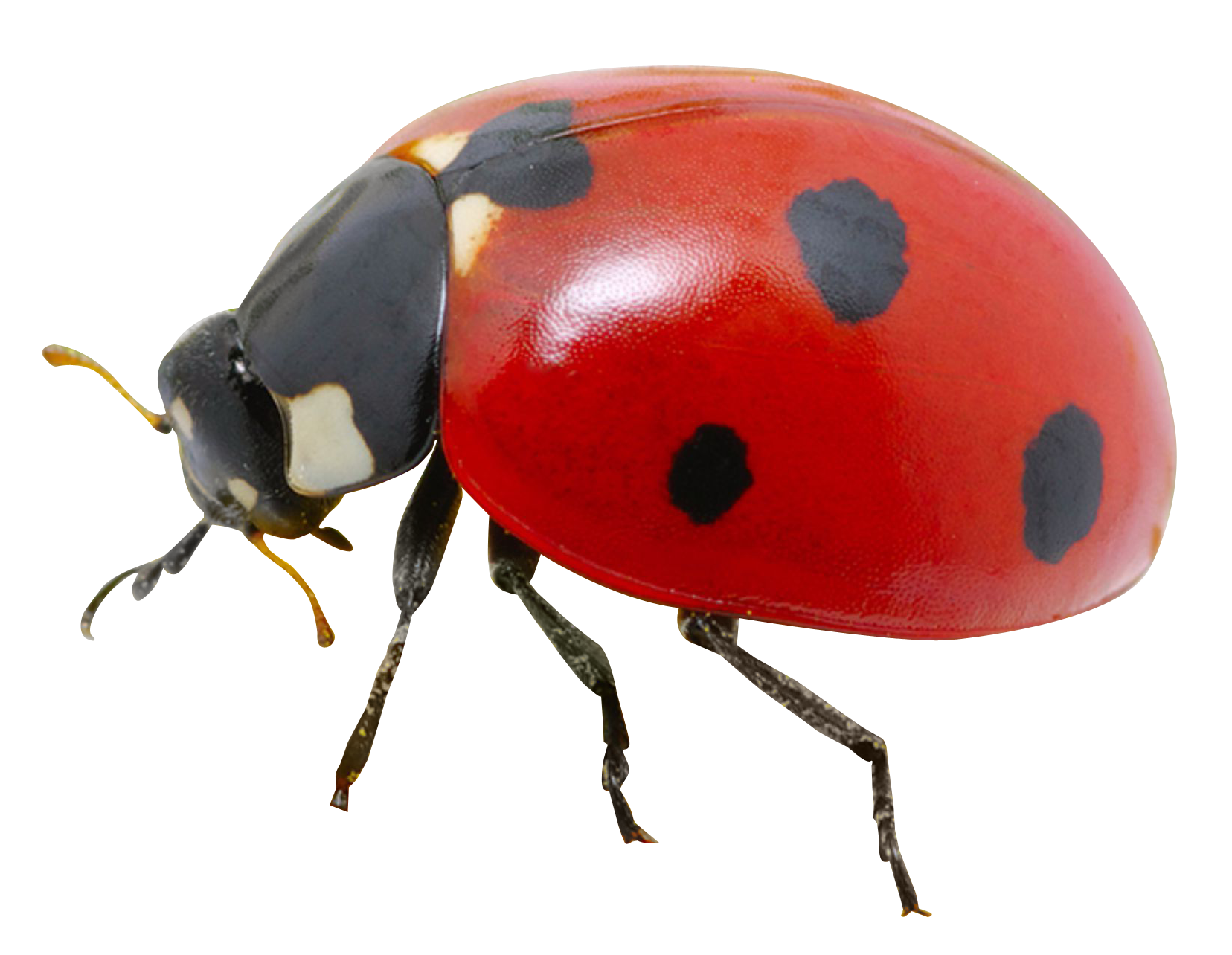 Lady bug png