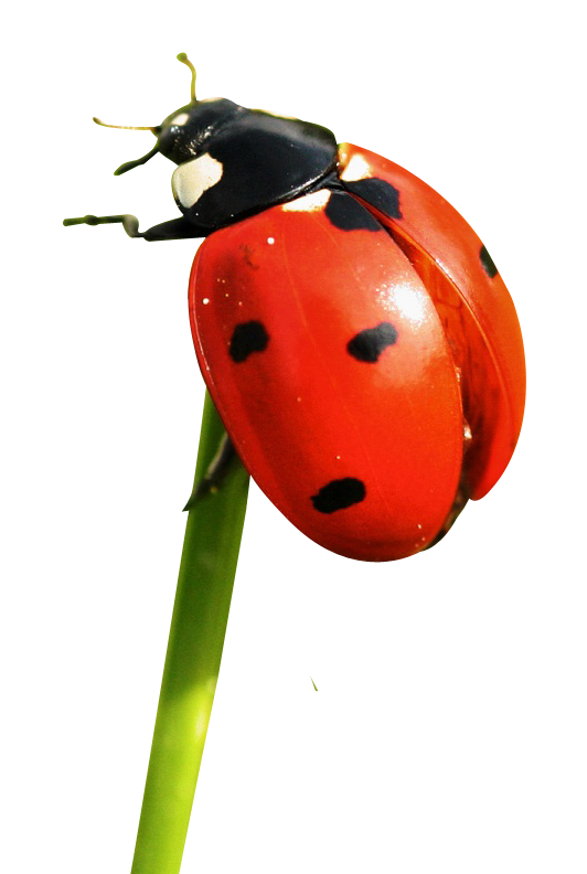 Ladybug PNG, Free Download Ladybug Clipart Images - Free Transparent PNG  Logos