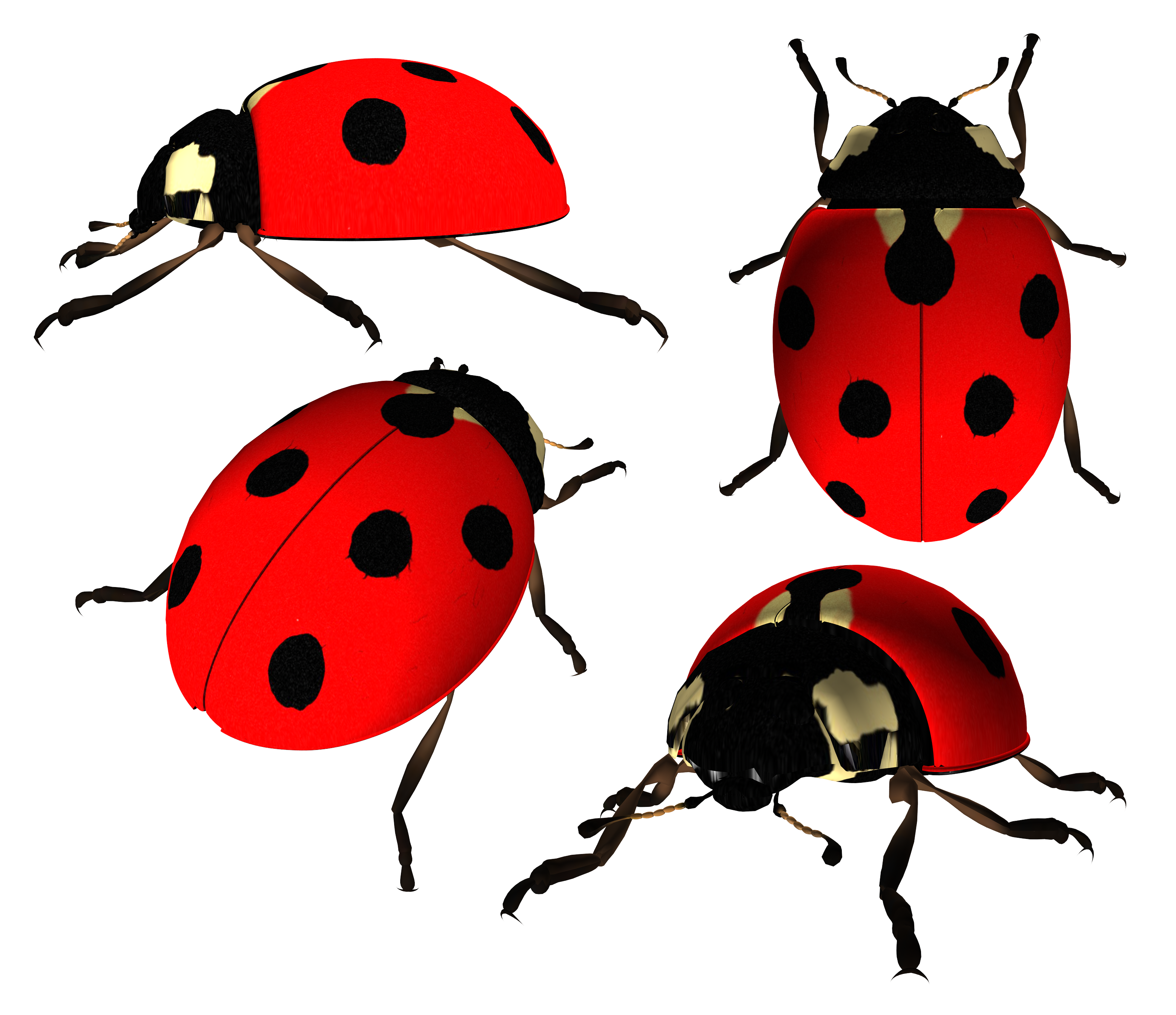 Ladybug PNGs for Free Download