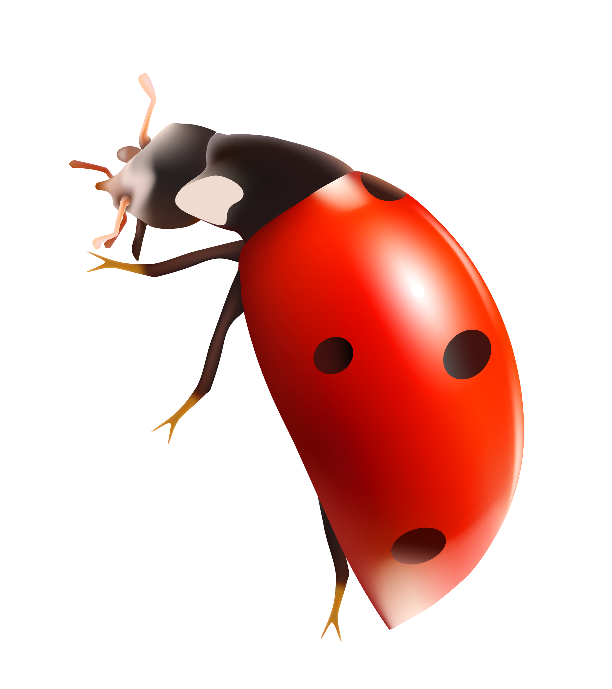 Download Ladybug Png Image For Free