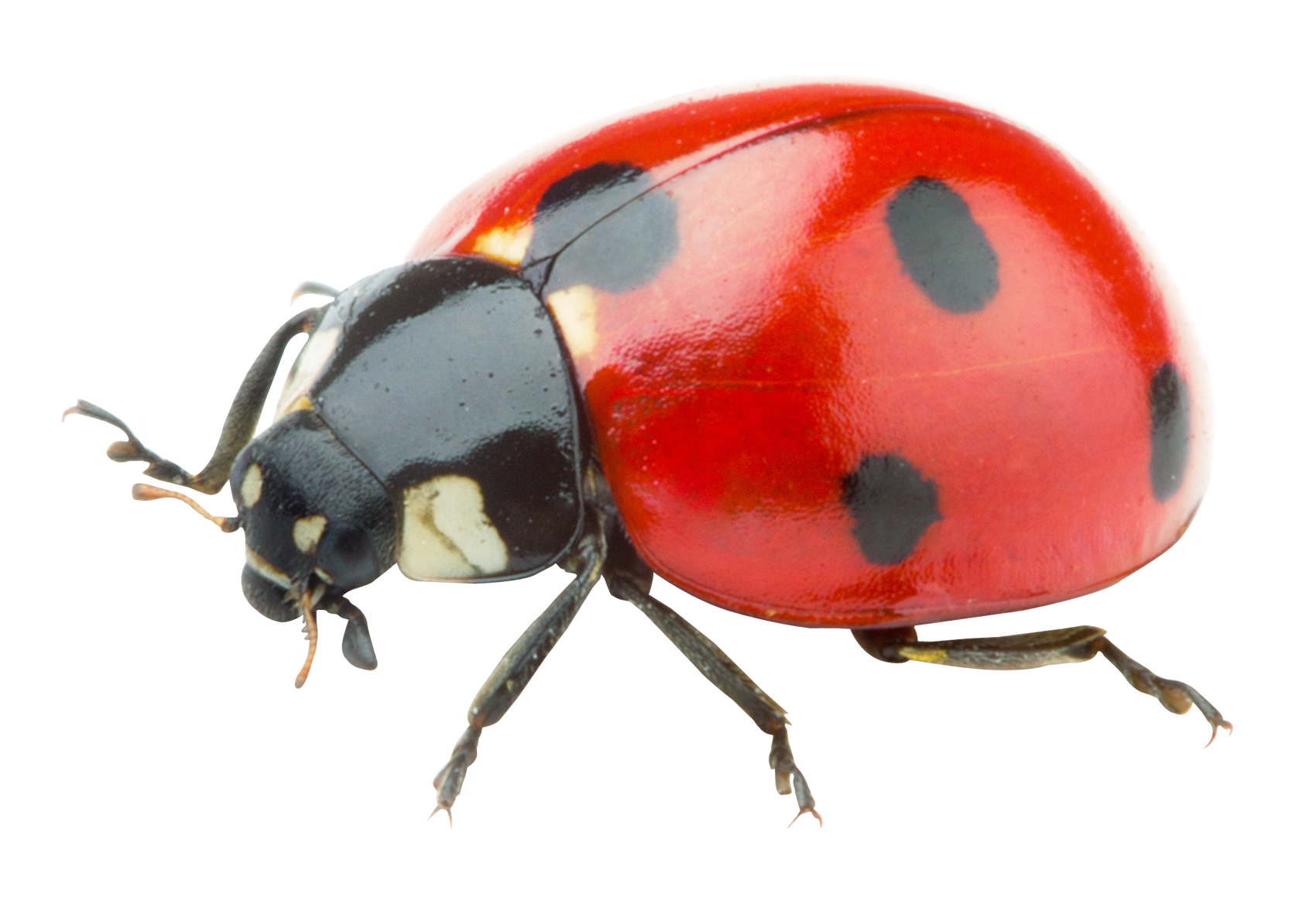 Ladybug PNG Image