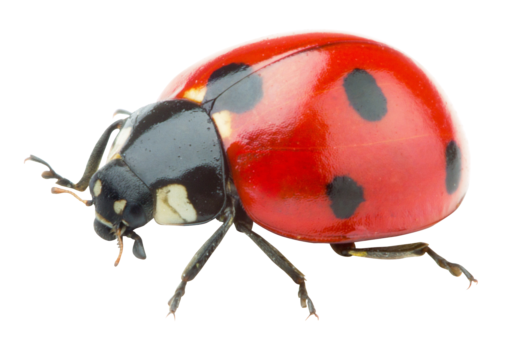 Ladybug png images