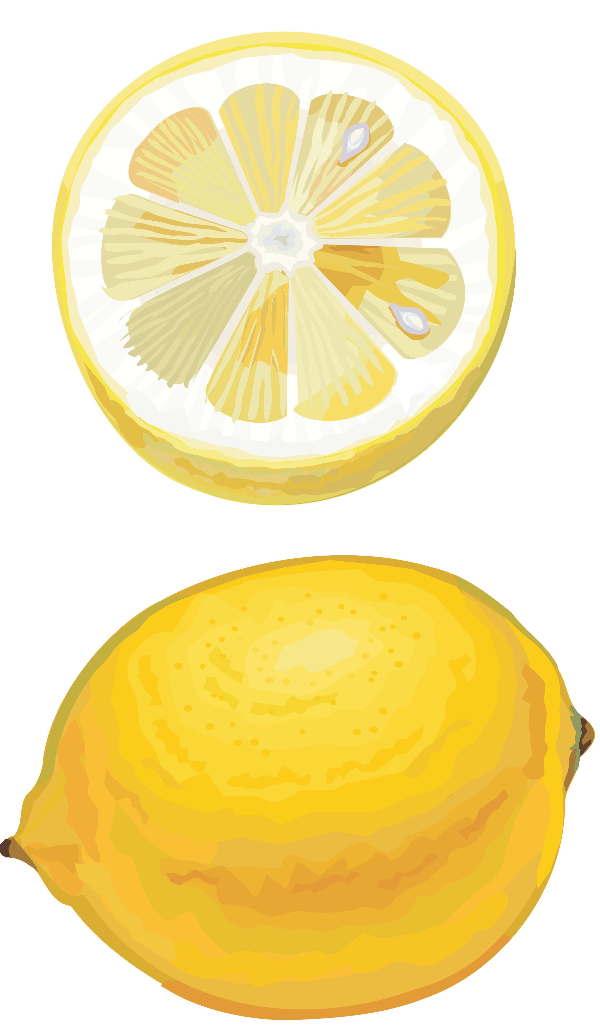 Lemon drawing cut PNG Image - PurePNG | Free transparent CC0 PNG Image