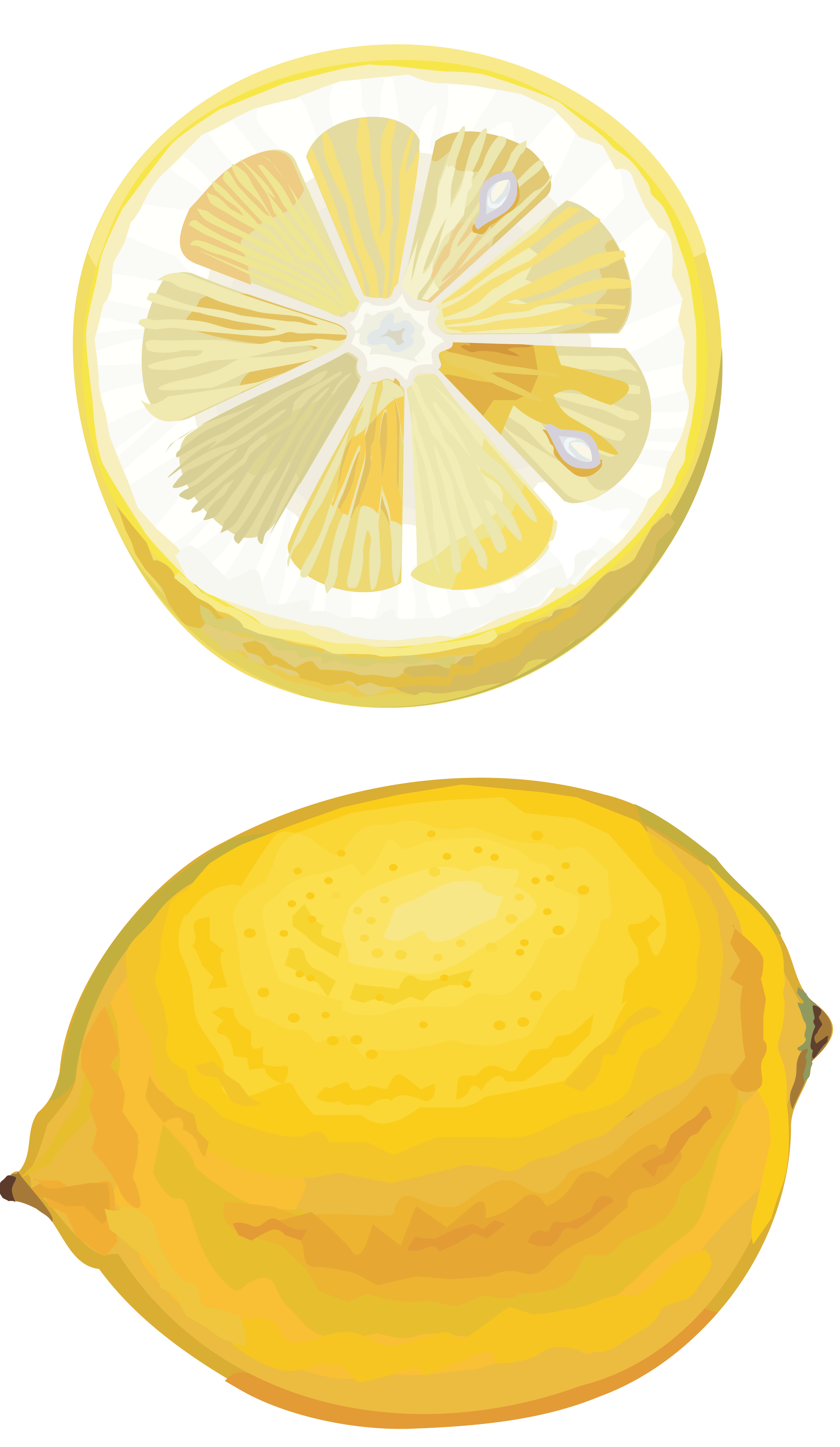 Lemon Drawing Cut PNG Image PurePNG Free Transparent CC0 PNG Image 