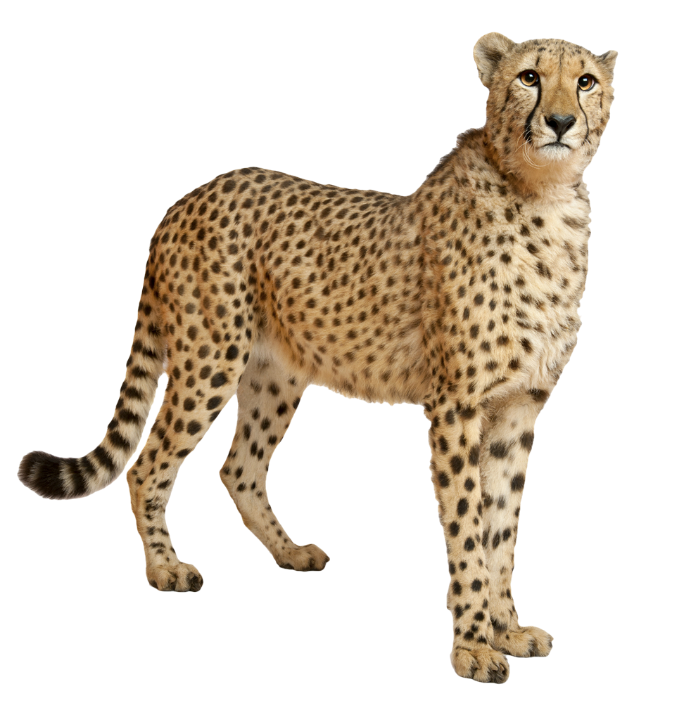 Leopard Standing PNG Image
