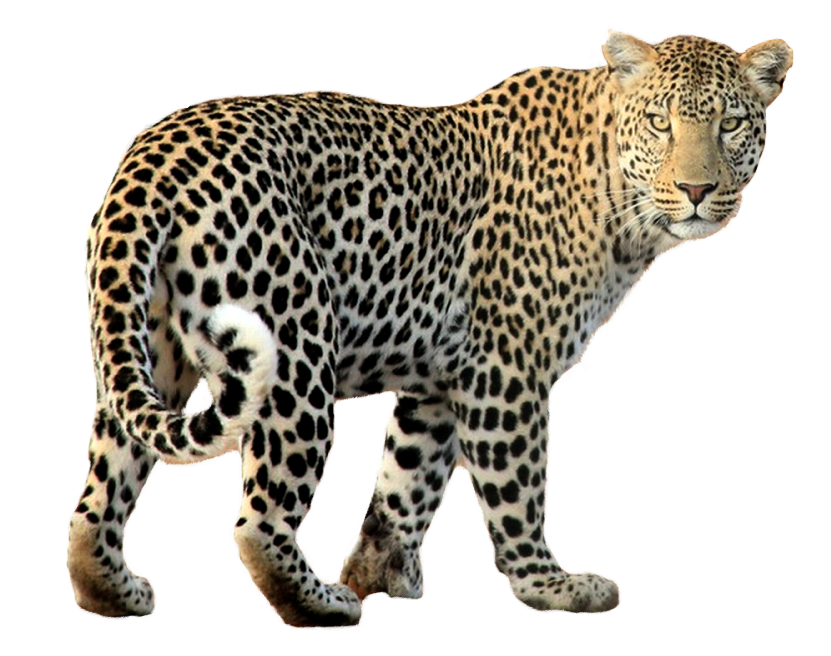 Leopard Walking PNG Image