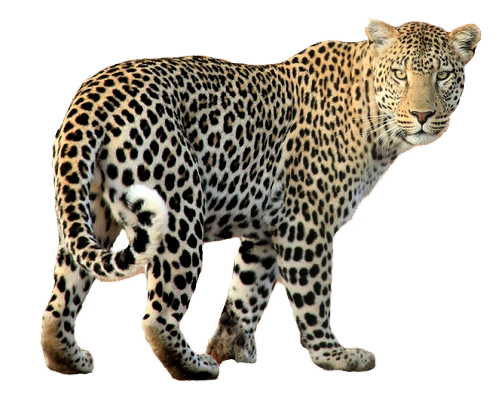 leopard walking