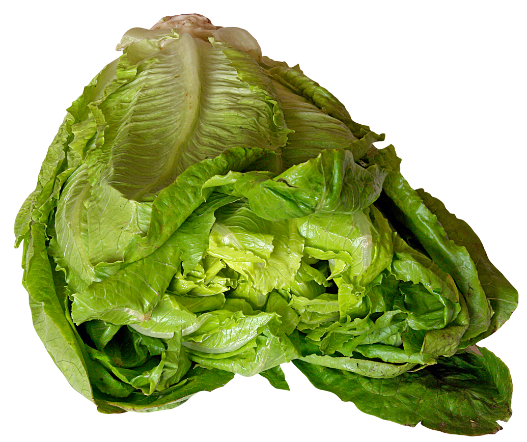 Lettuce PNG Image