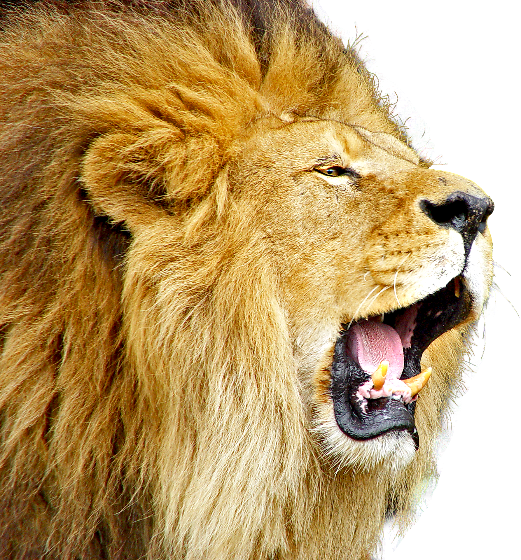 Lion PNG Image - PurePNG | Free transparent CC0 PNG Image ...