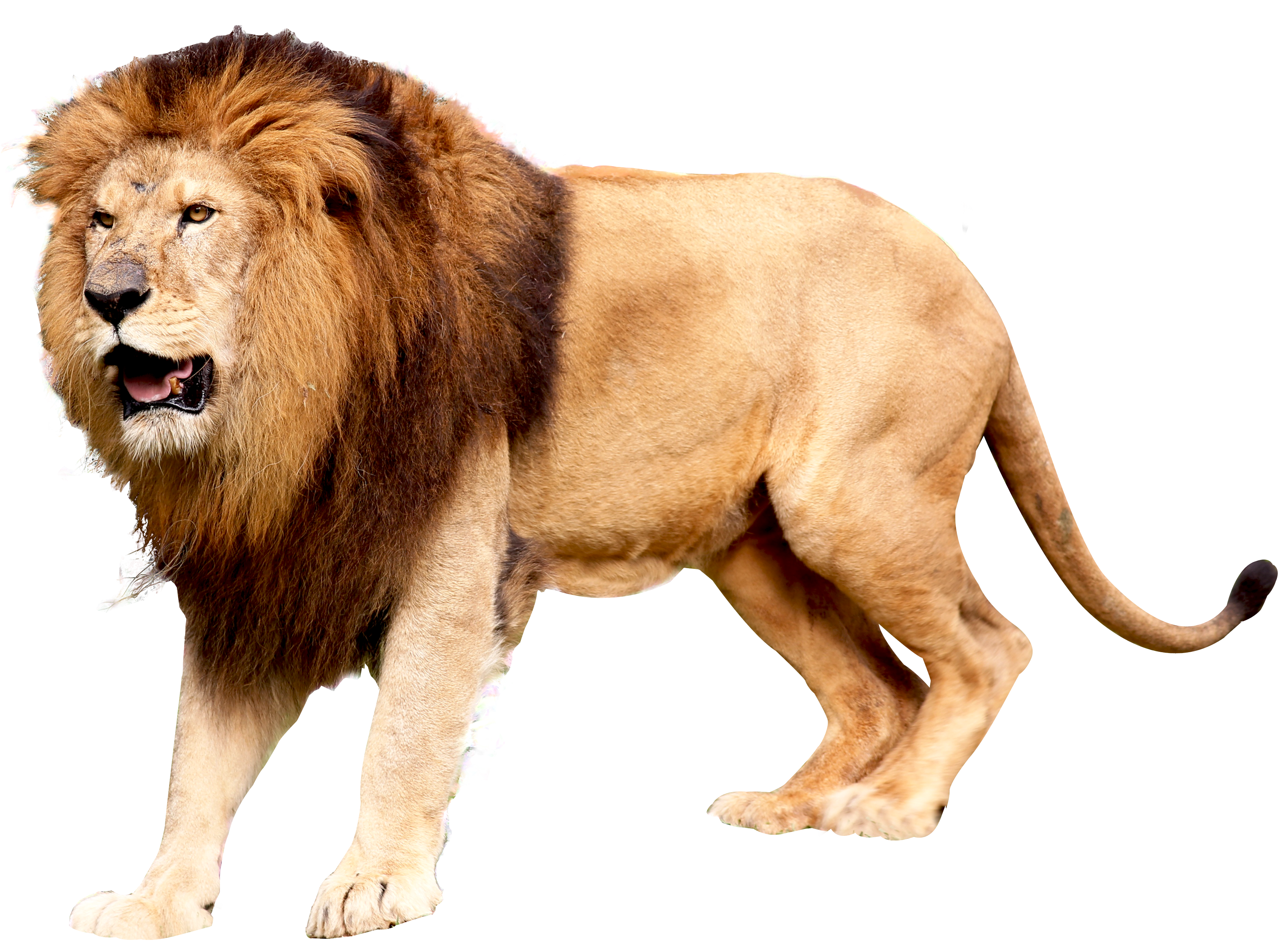 Lion PNG Image